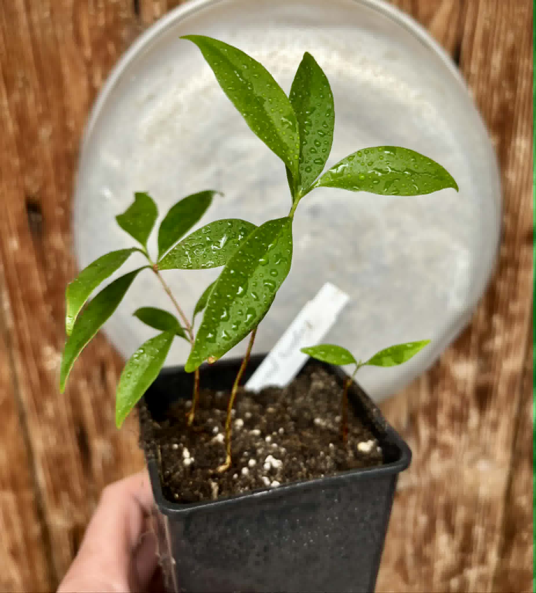 3 in 1 pot - Eugenia punicifolia - 3 seedlings in one pot / 3 Sämlinge in einem Topf