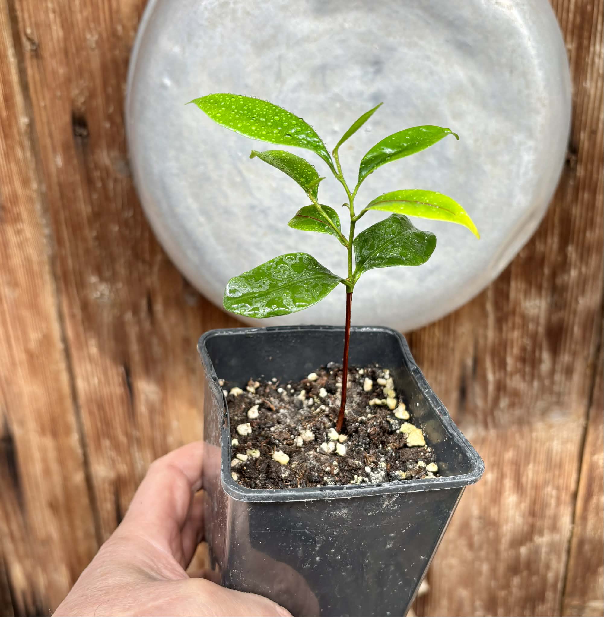 Diploon cuspidatum  -  1 potted seedling / 1 getopfter Sämling