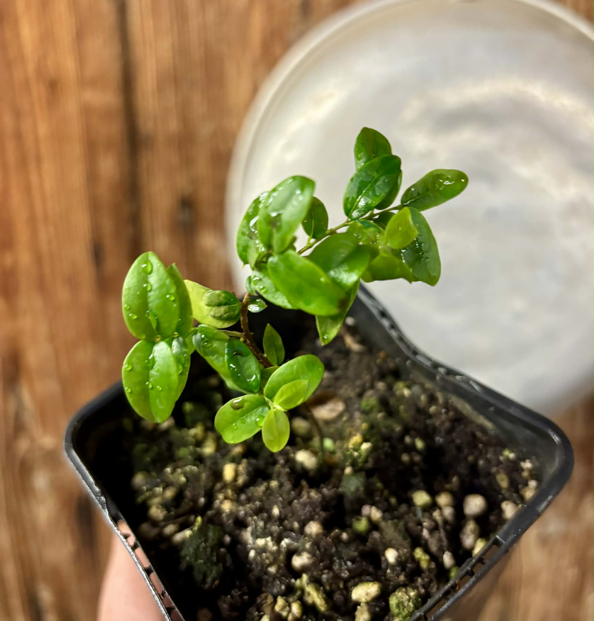 Plinia sp Cruz de Diamantina - 1 small potted plant/ 1 kleine, getopfte Pflanze