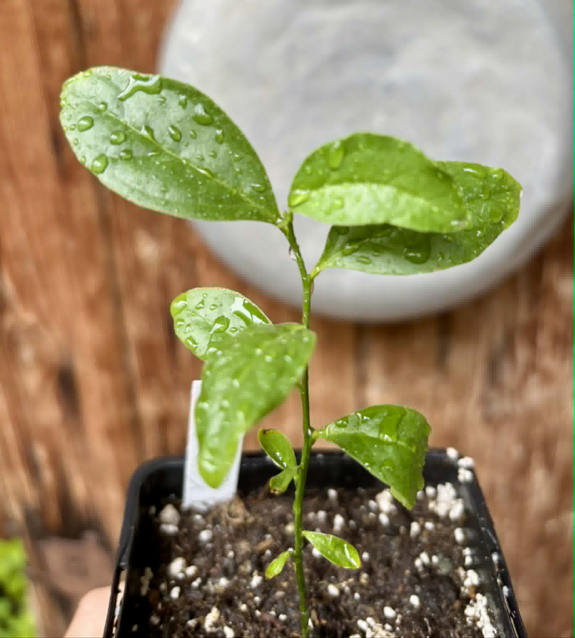 Ximenia americana - Ameixa da Caatinga - 1 potted seedling / 1 getopfter Sämling