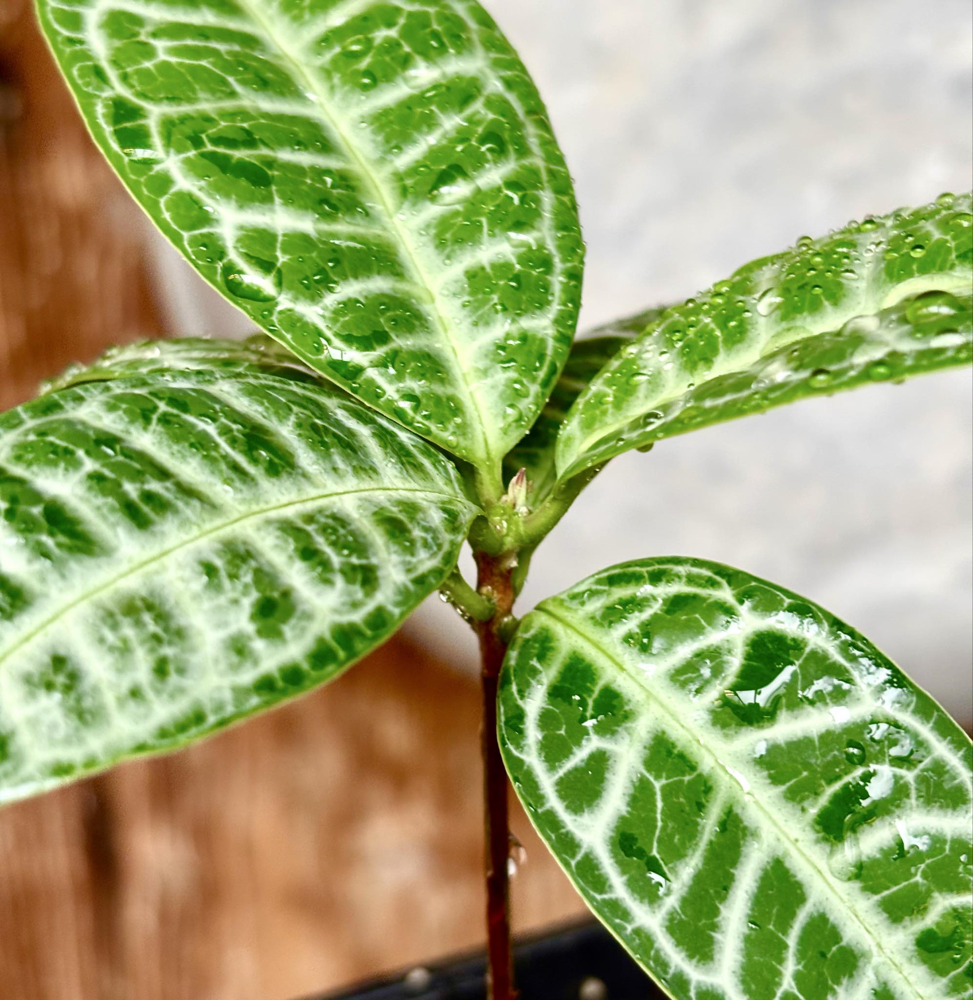 Eugenia sp Labisia Nr. C -  1 potted plant / 1 getopfte Pflanze