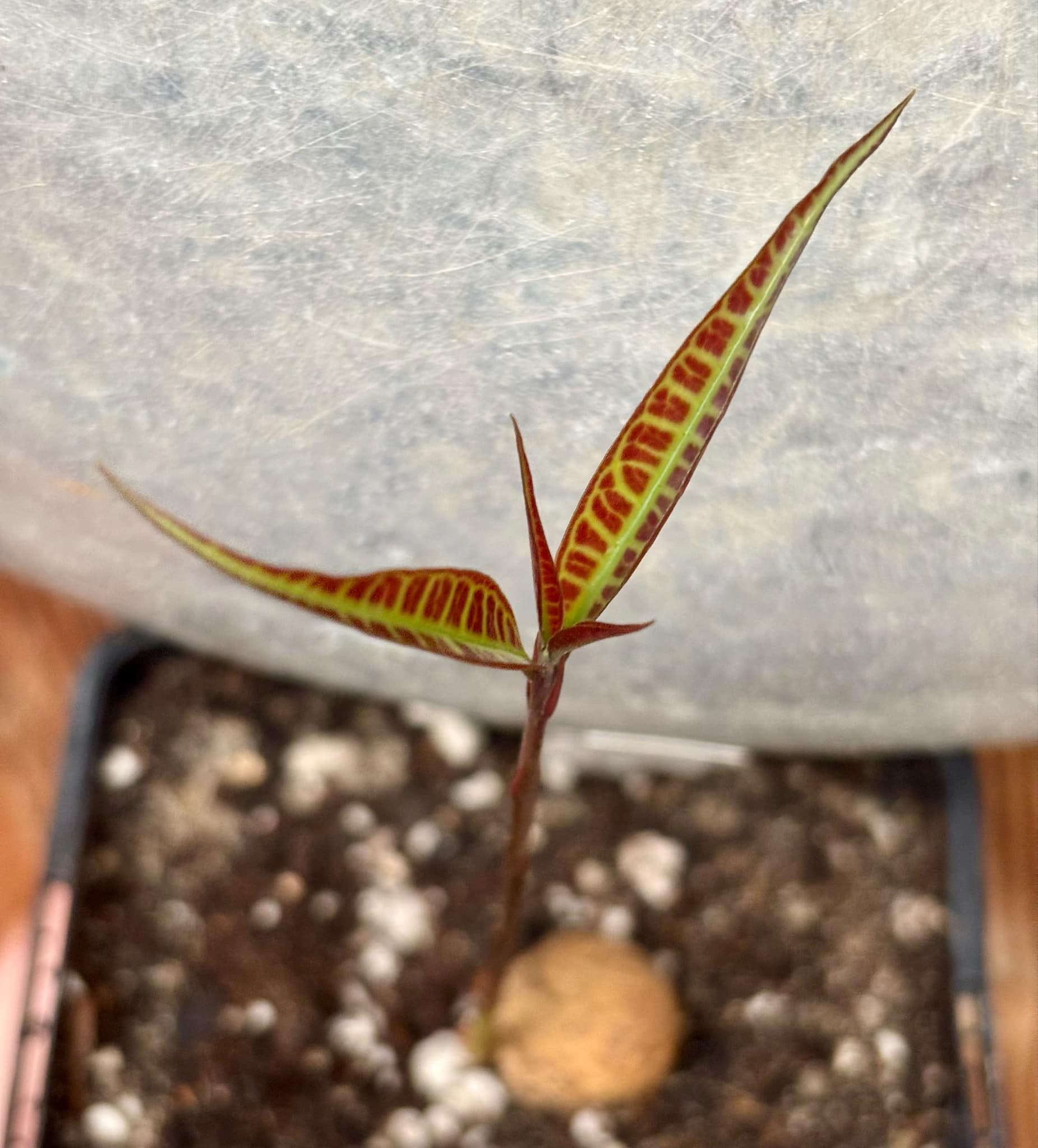 Eugenia sp Labisia -  1 fresh potted seedling / 1 frisch getopfter Sämling