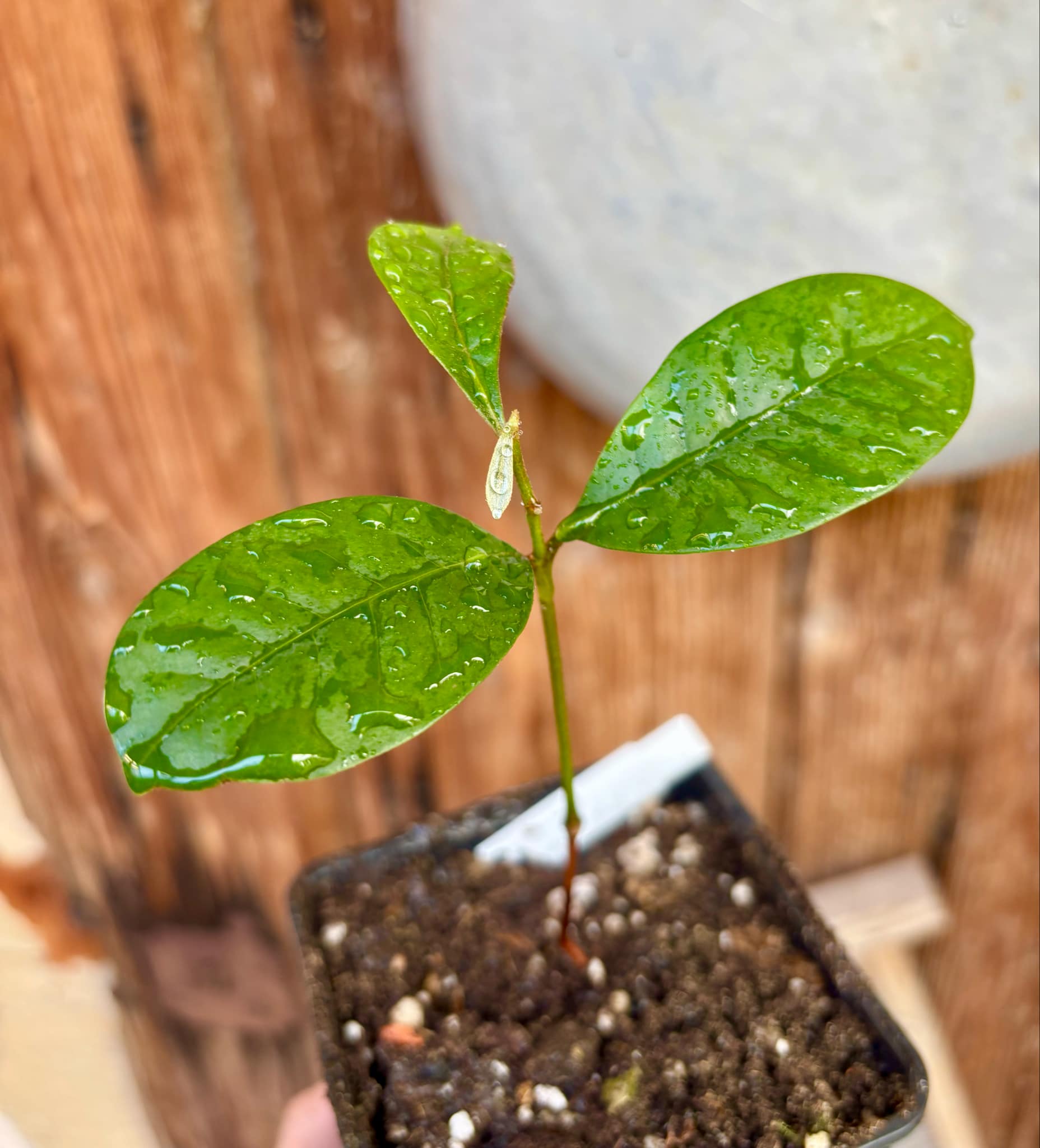 Pouteria bangii - 1 potted plant / 1 getopfte Pflanze