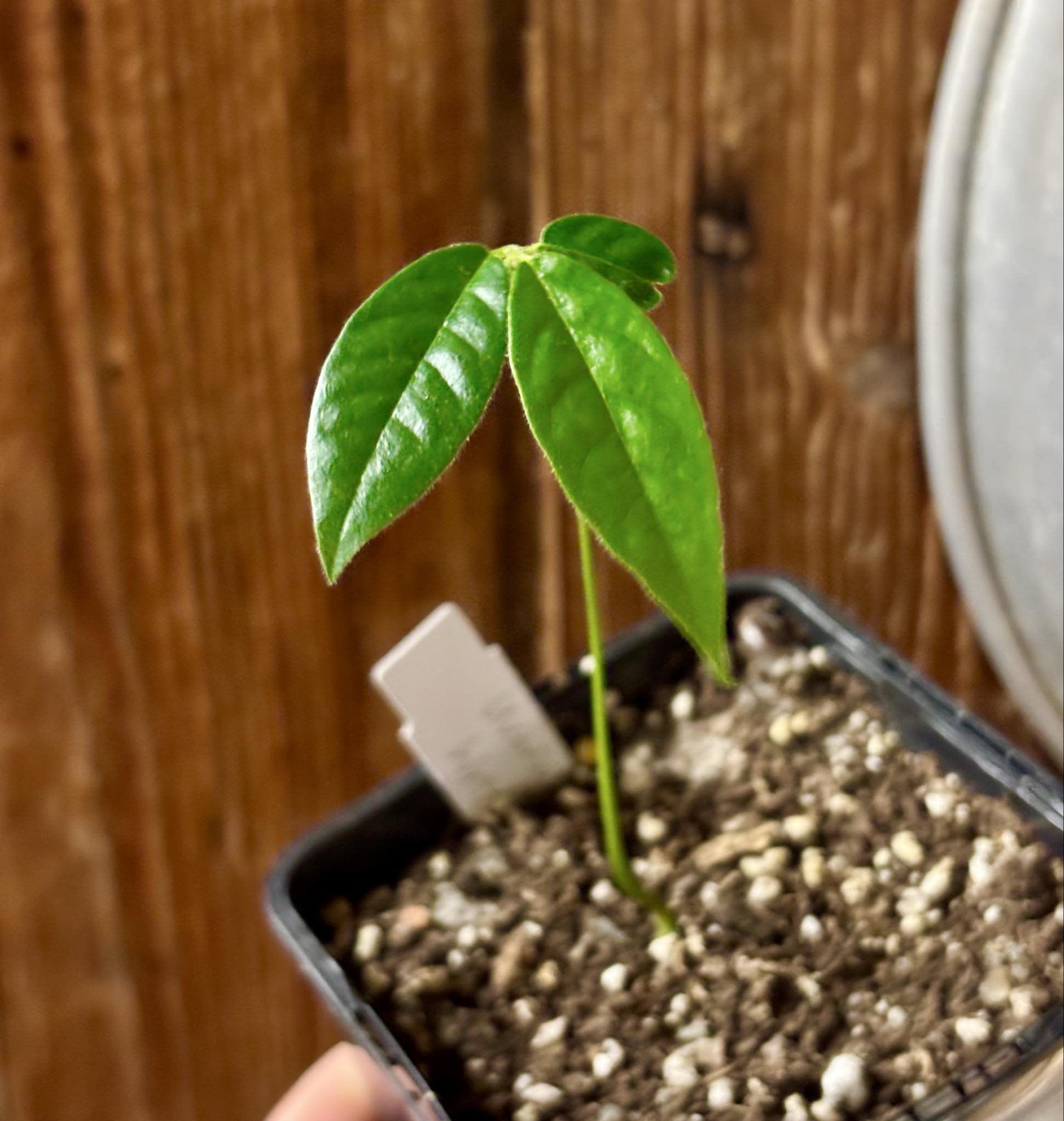 Uvaria hirsuta -  1 potted plant / 1 getopfte Pflanze