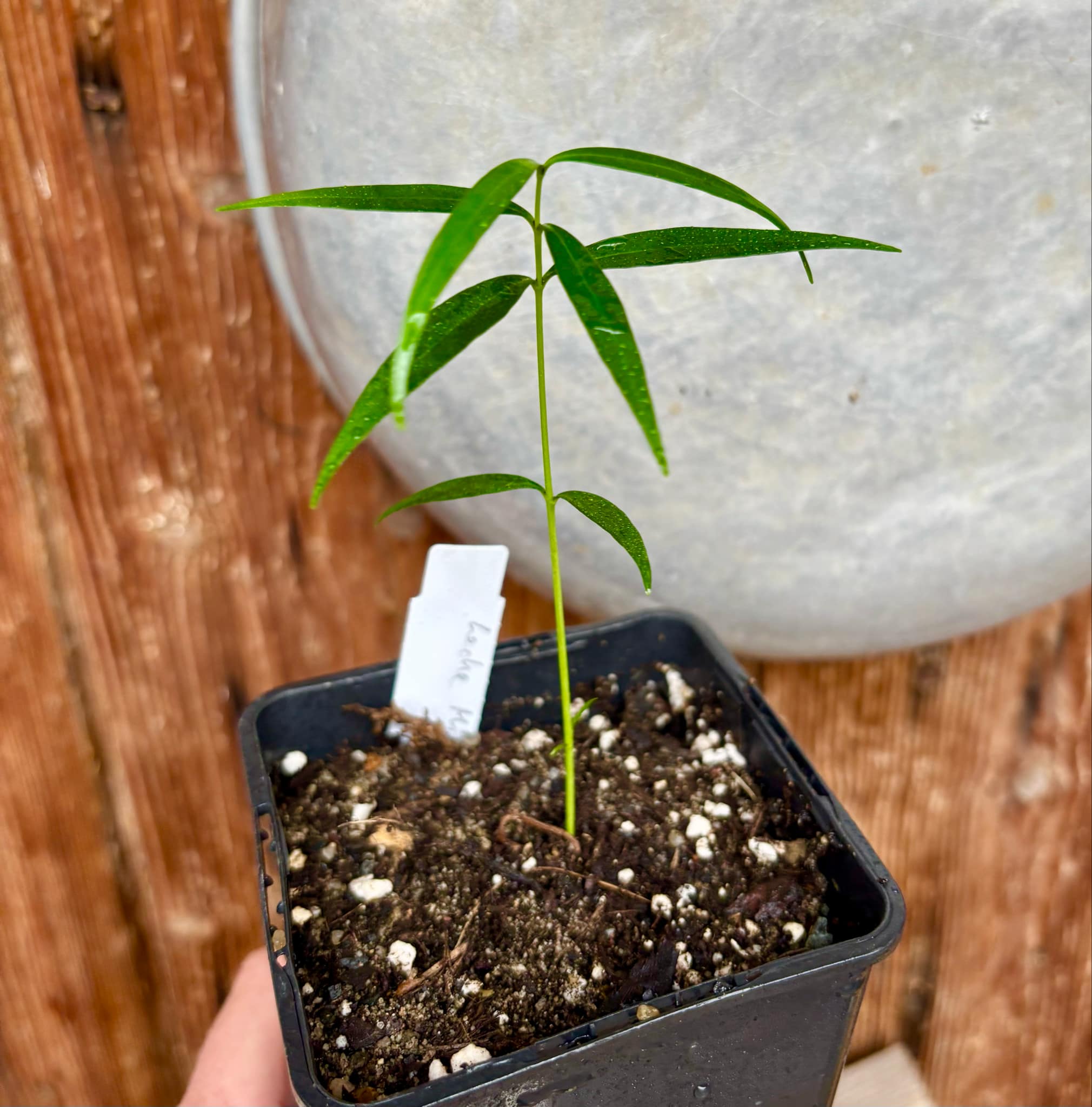 Leche-Miel Fruit (Lacmellea edulis) - 1 potted plant / 1 getopfte Pflanze