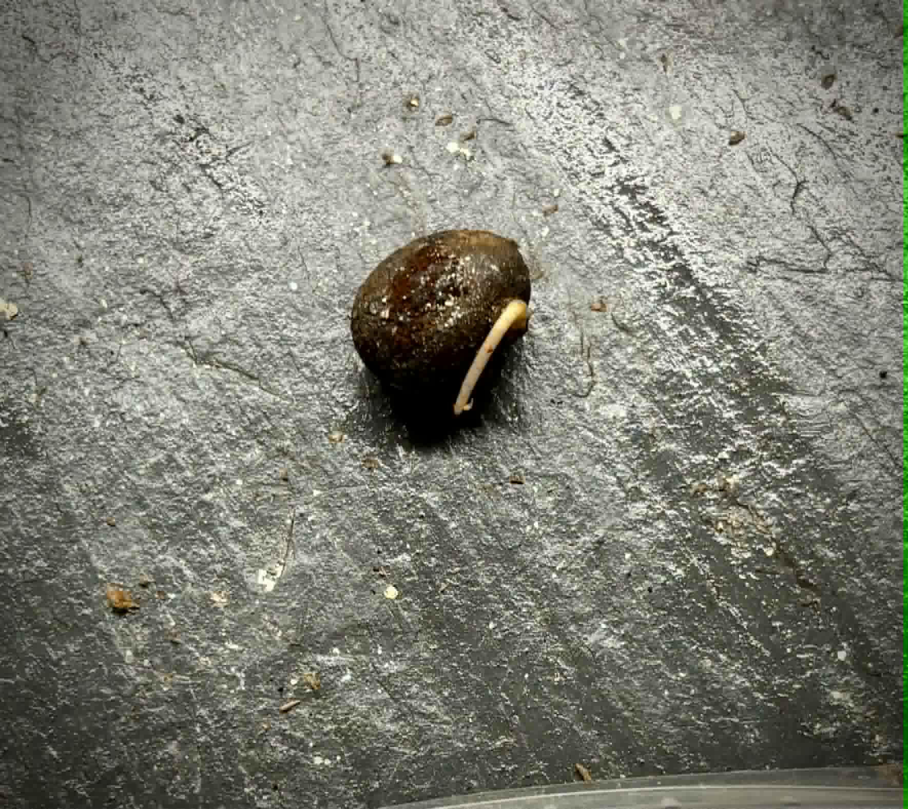 last seed - Eugenia stigmatosa -  1 germinated seed / 1 gekeimter Samen