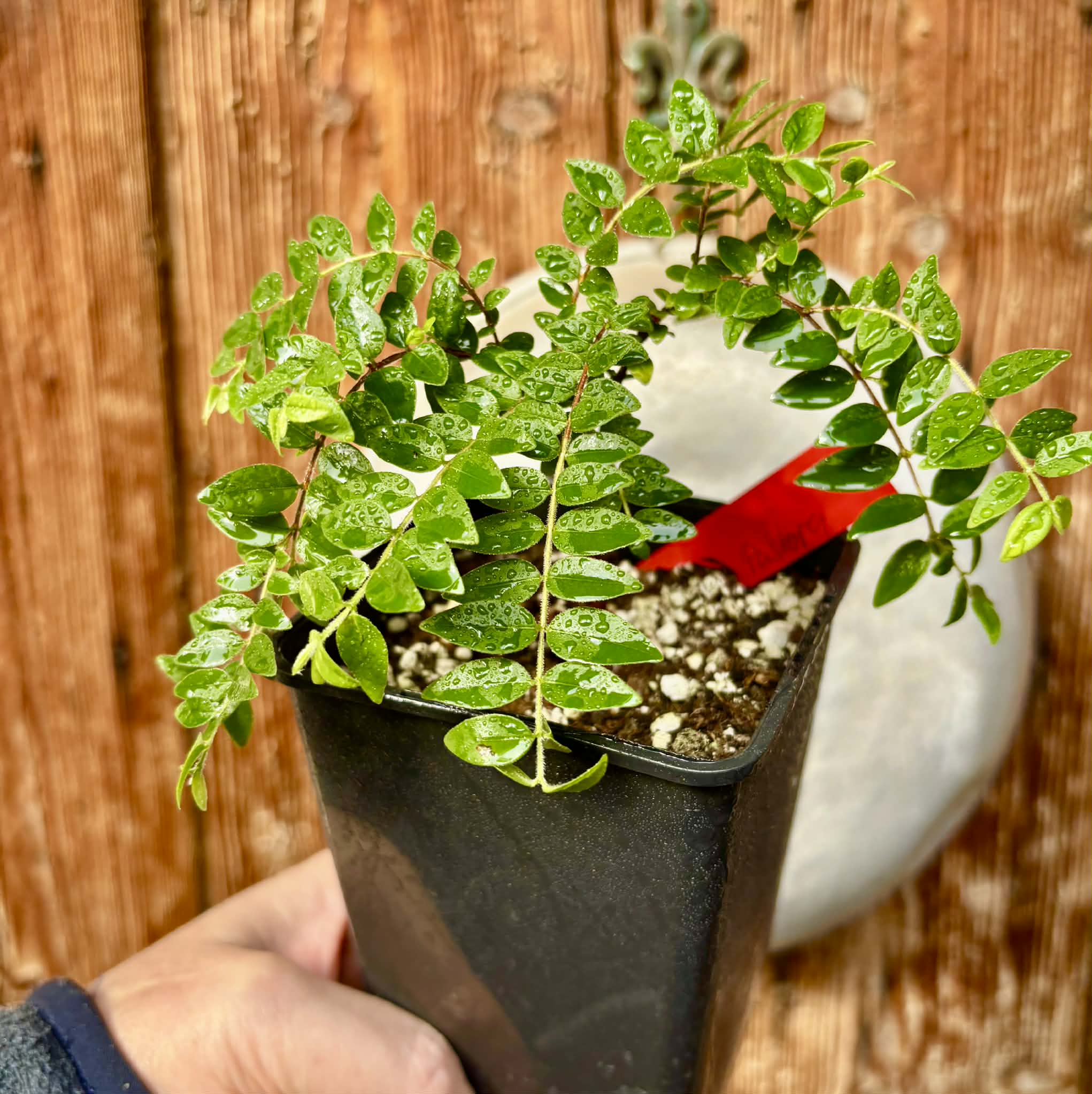 Myrciaria sp Pastora - 1 potted seedling / 1 getopfter Sämling 