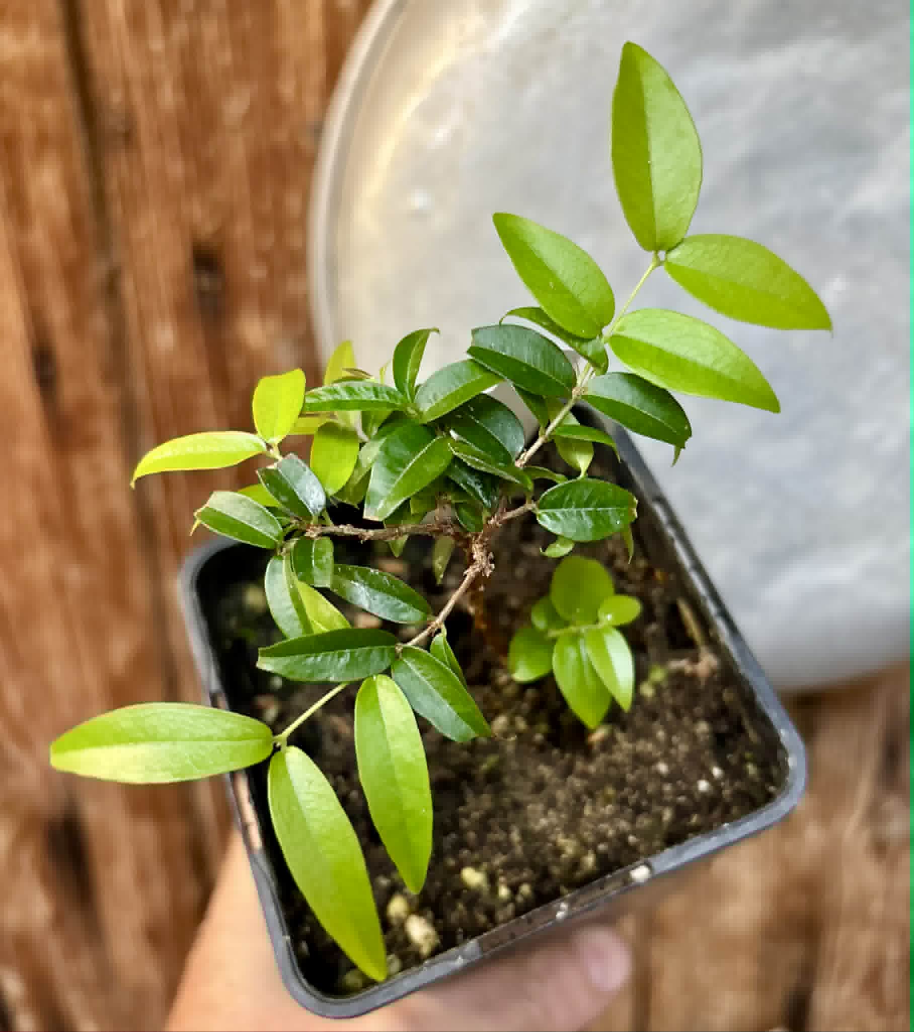 Jaboticaba Oipirinha (Plinia sp) - 1 potted plant/ 1  getopfte Pflanze