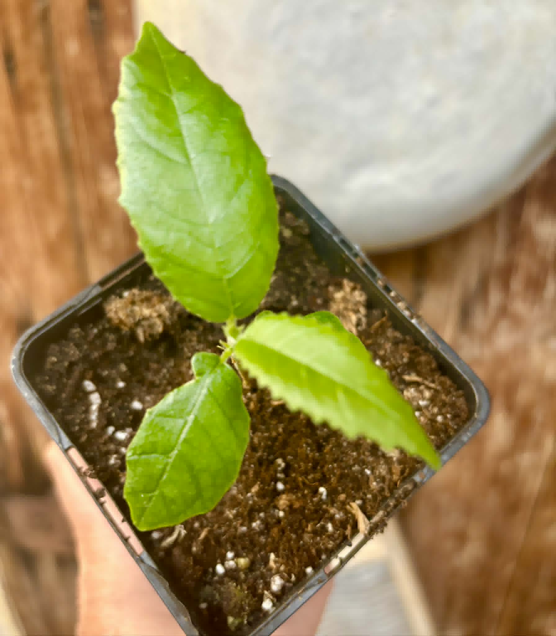 Artocarpus lacucha - Lakoocha  -  1 potted seedling / 1 getopfter Sämling