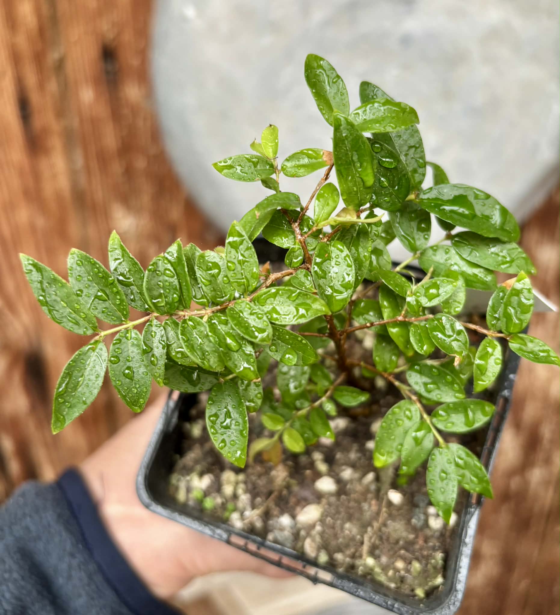 Jaboticaba - Plinia sp Esarme -  1 potted plant / 1 getopfte Pflanze
