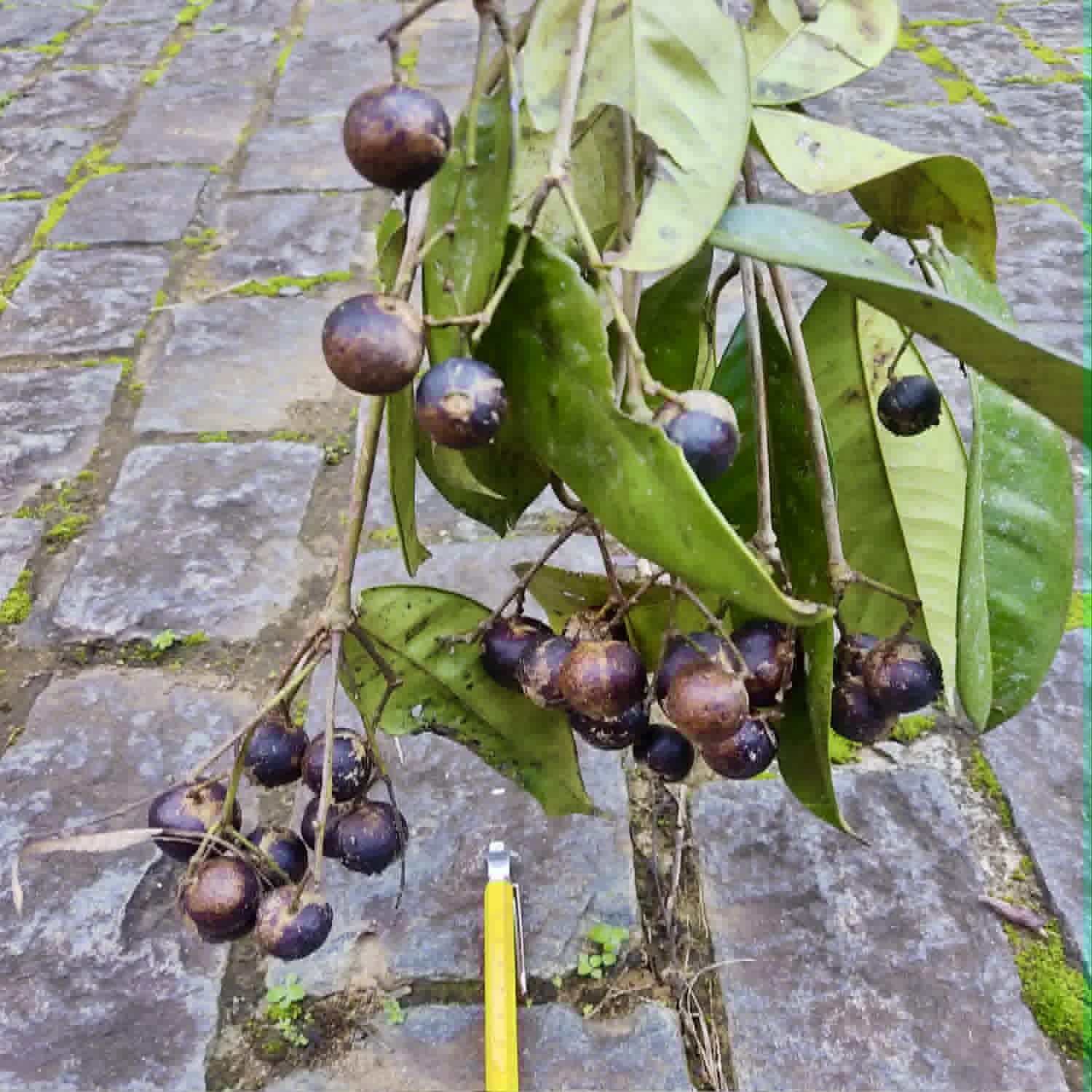 Pre Order - Myrcia sp. Camacaensis - 1 fresh seed / 1 frischer Samen