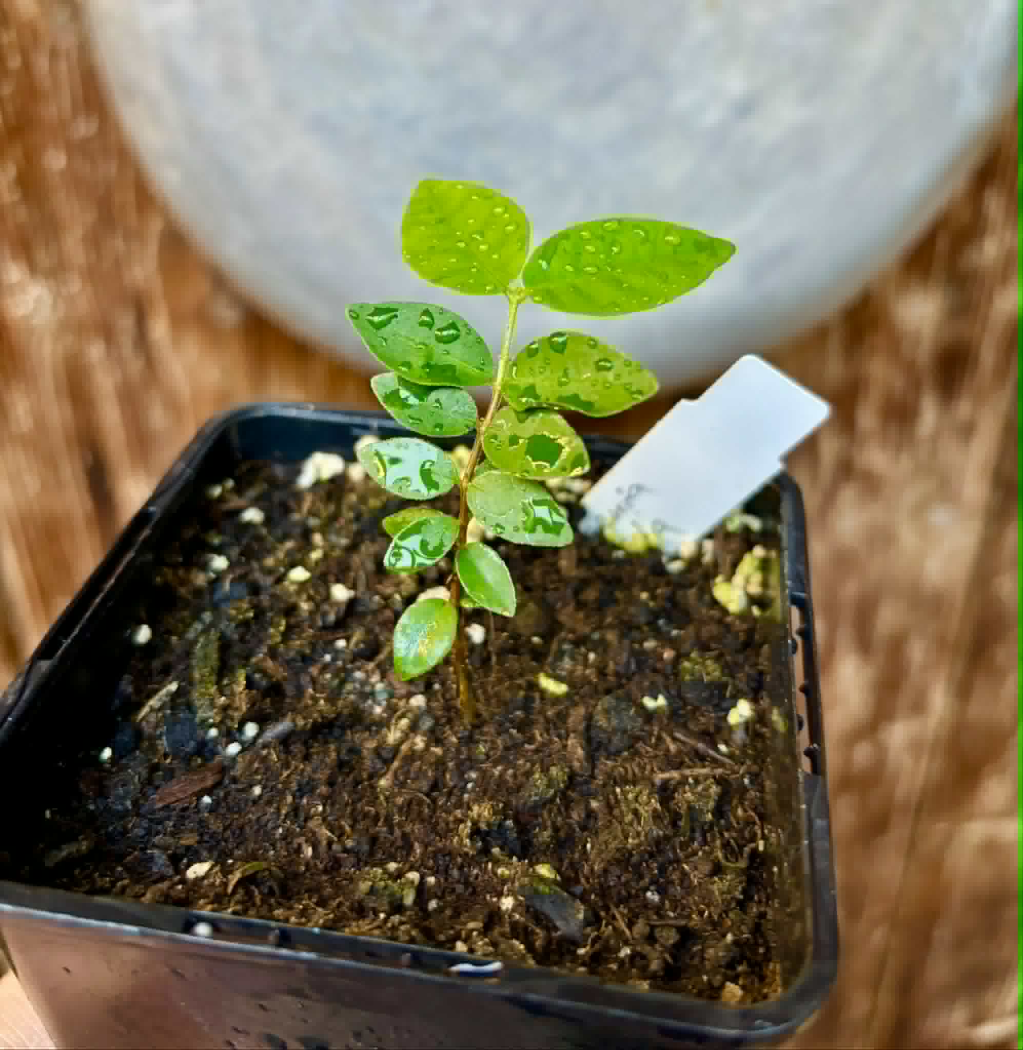 Eugenia hirta - 1 potted seedling/ 1 getopfter Sämling