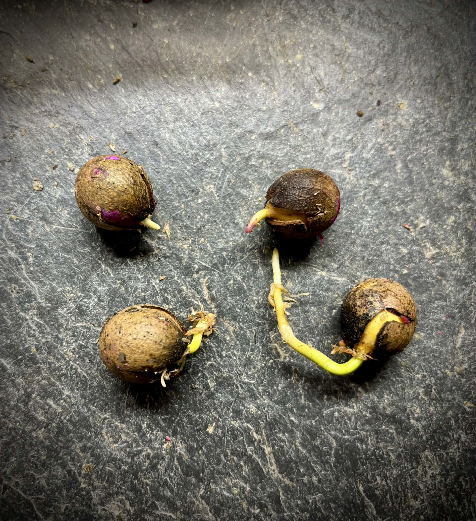 Podocarpus neriifolius (Khun Mai) - 1 germinated seed / 1 gekeimter Samen