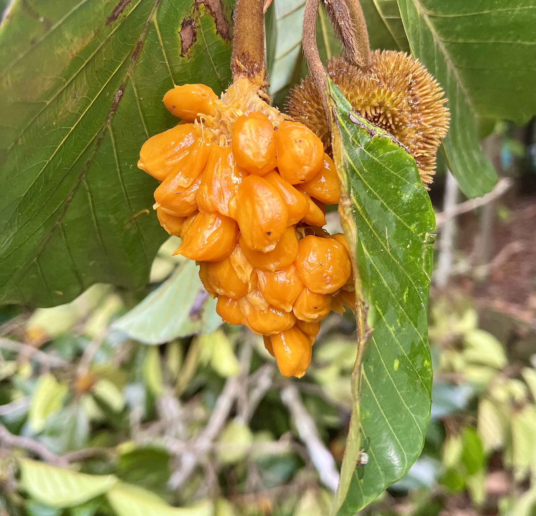 Artocarpus hirsutus  -  1 fresh seed / 1 frischer Samen