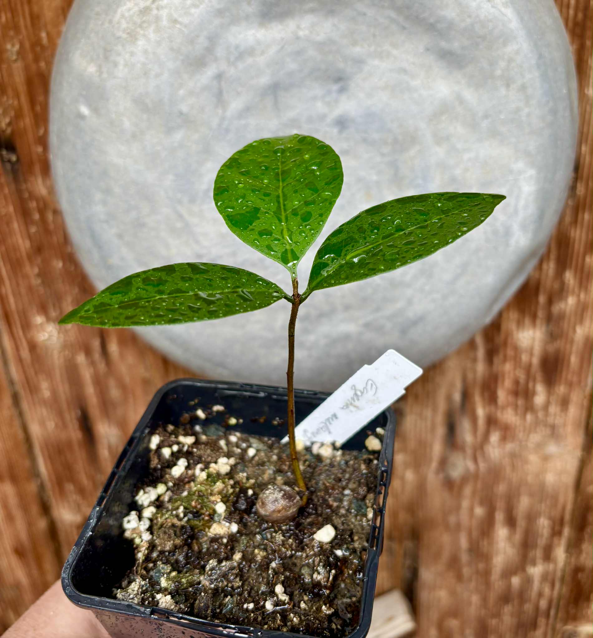 Eugenia melanogyna - 1 potted seedling / 1 getopfter Sämling