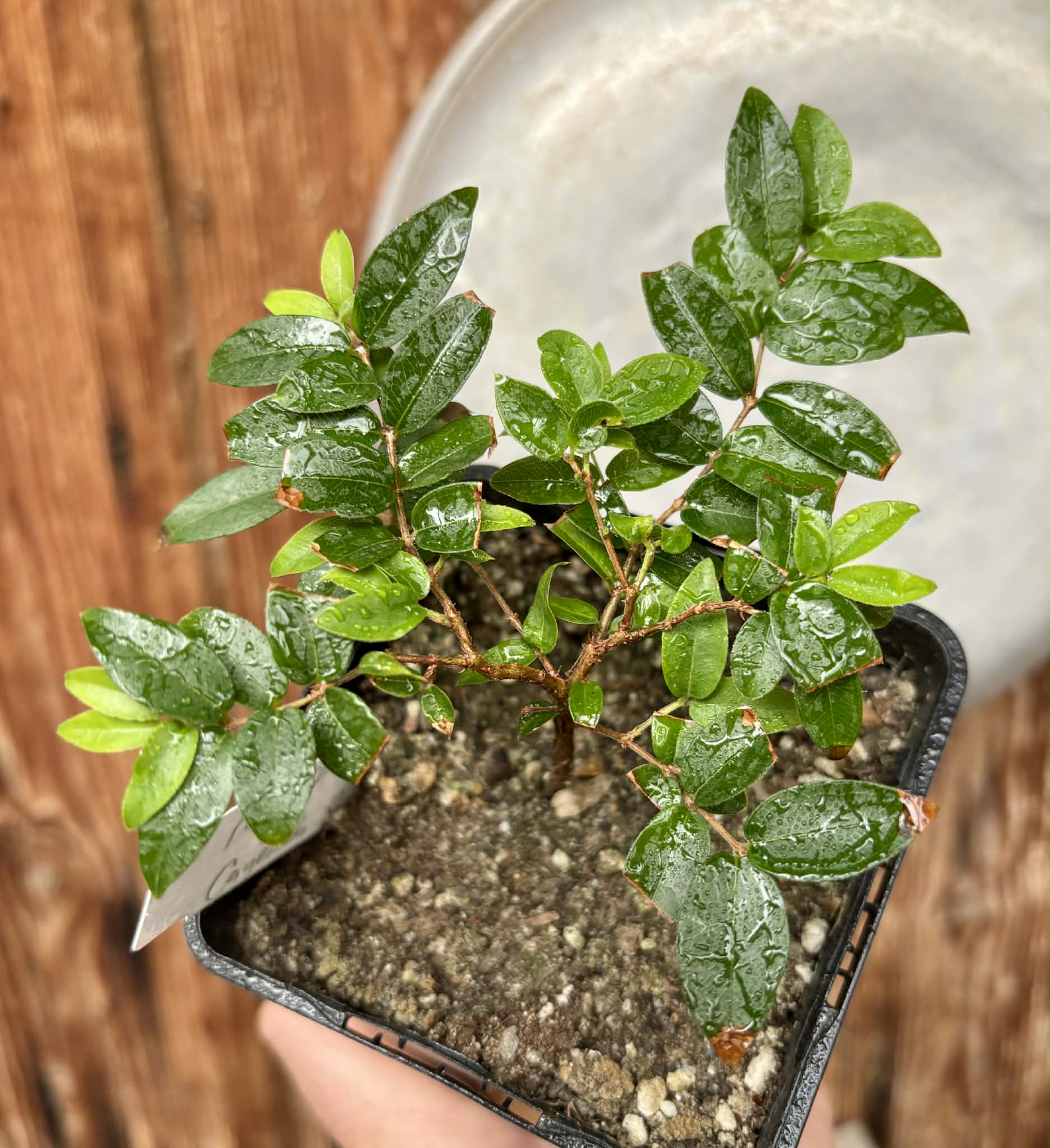 Jaboticaba - Plinia sp Canelinha Polpa rosea - 1 potted seedling / 1 getopfter Sämling