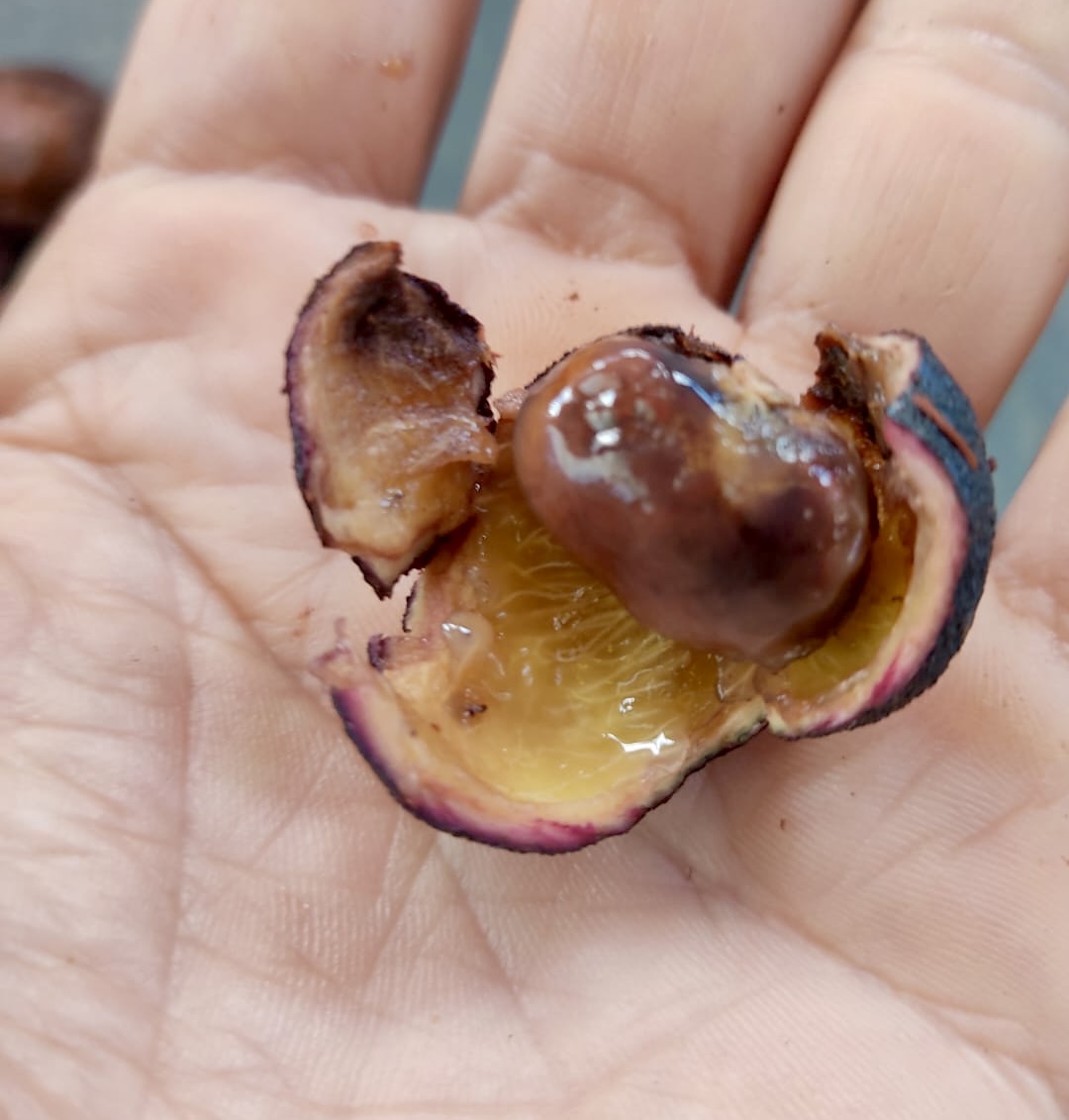 Plinia sp flavonoides -  1 fresh seed / 1 frischer Samen