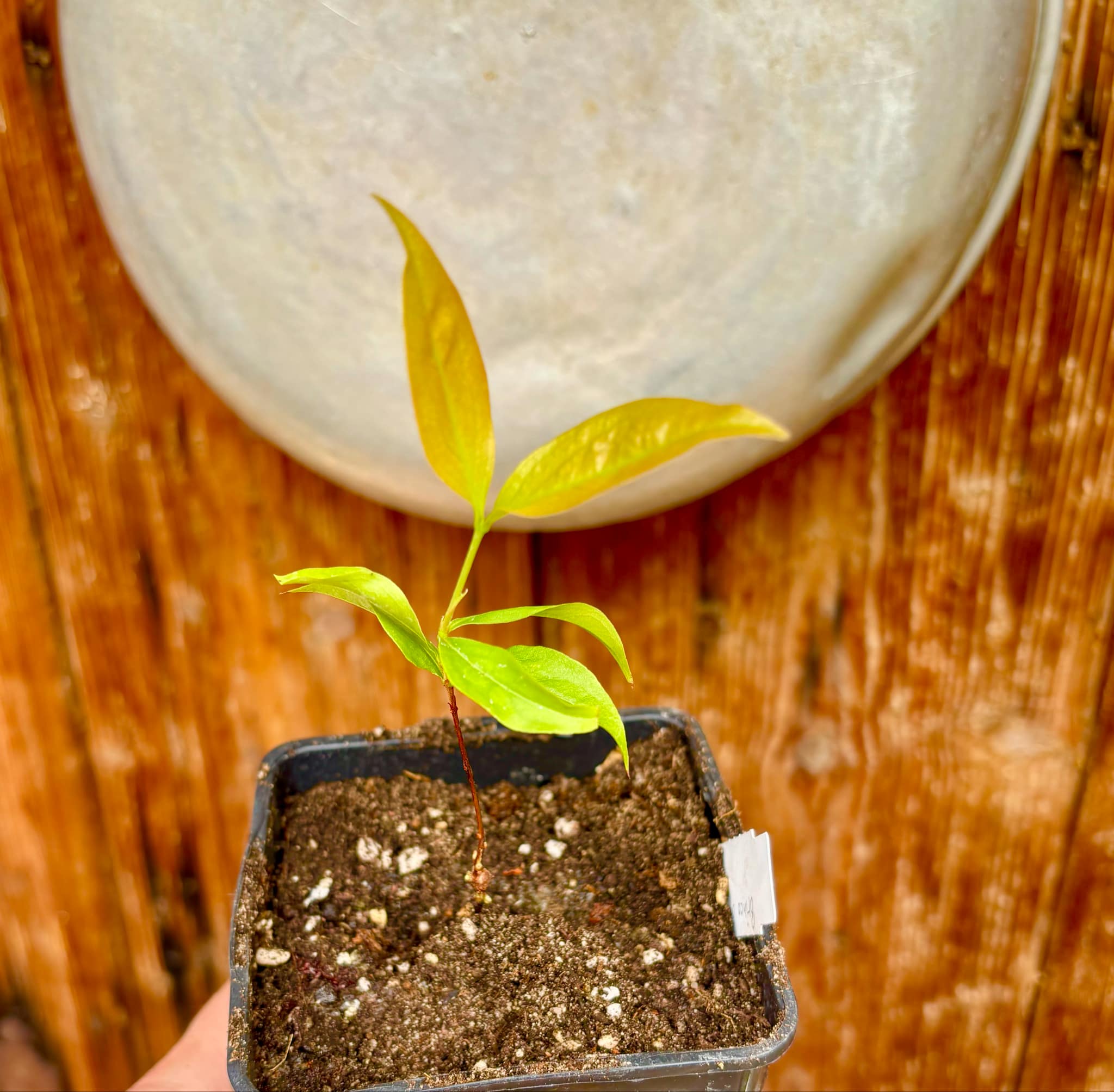 Cagaita var. "Brinco de Princesa" (Eugenia dysenterica) - 1 potted plant / 1 getopfte Pflanze