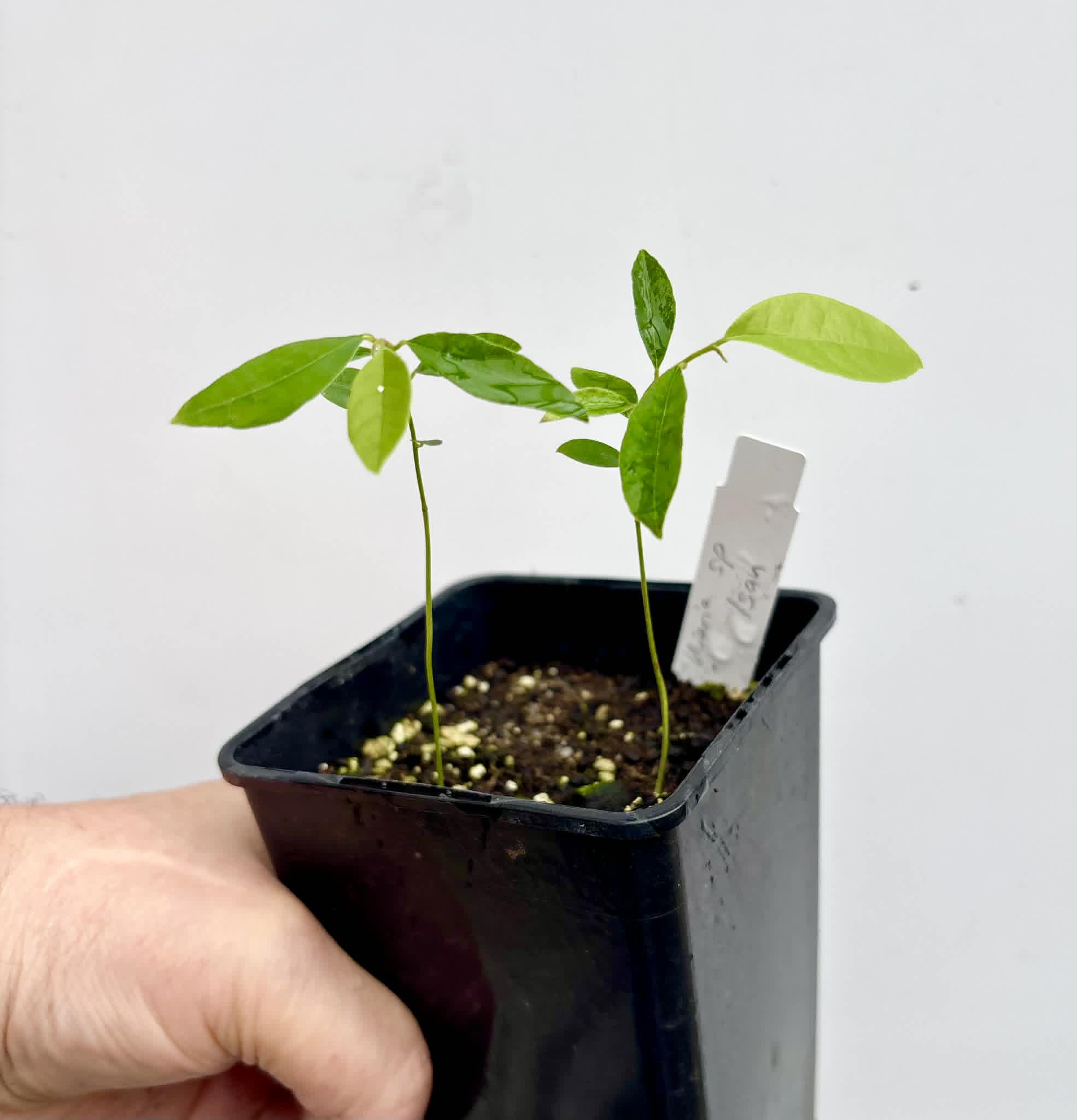 2 in 1 pot - Uvaria sp Isan - 2 seedlings in one pot / 2 Sämlinge in einem Topf