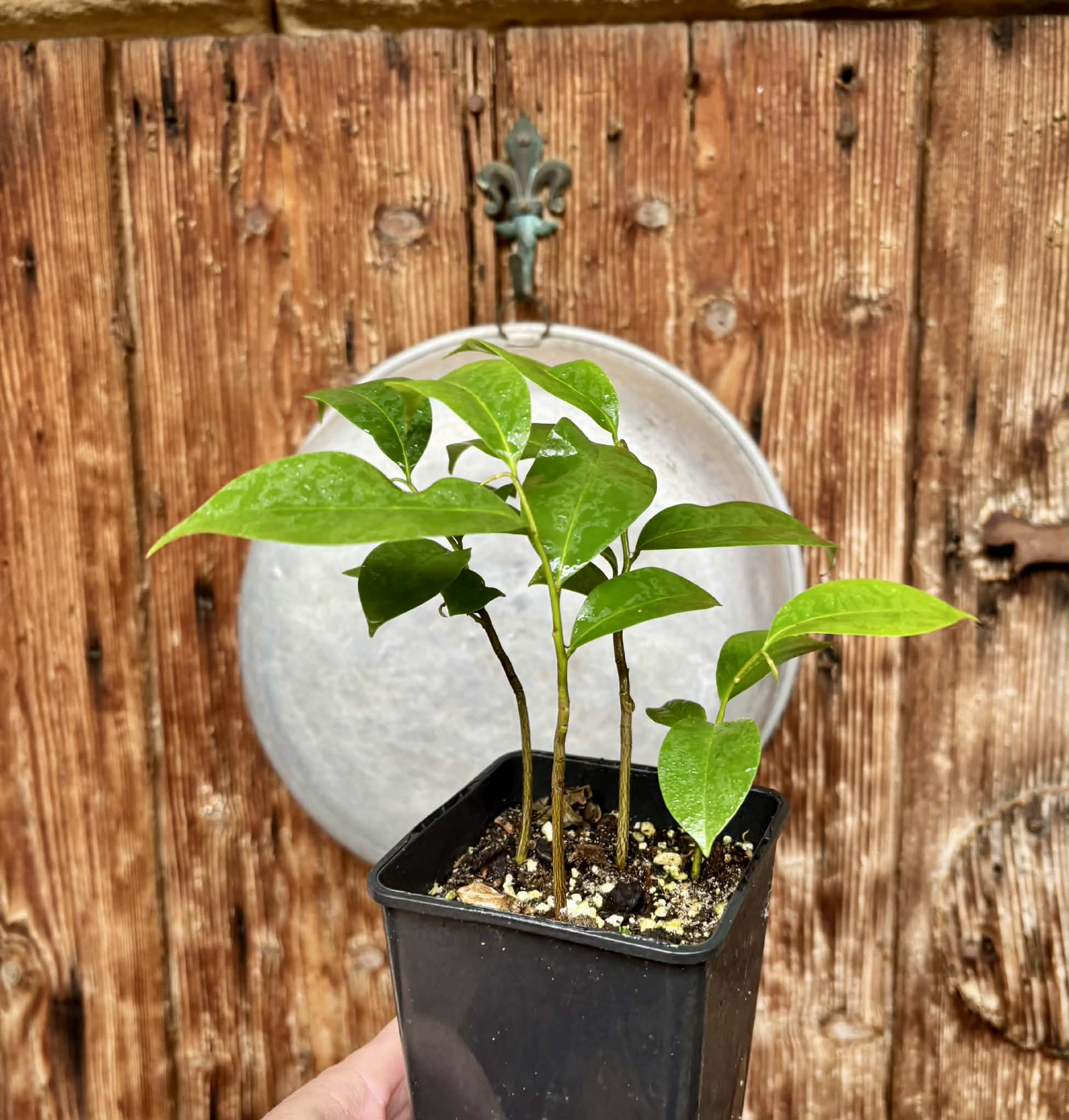4 in 1 pot - Annona muricata - Soursop / Stachelannone - 4 seedlings in one pot / 4 Sämlinge in einem Topf