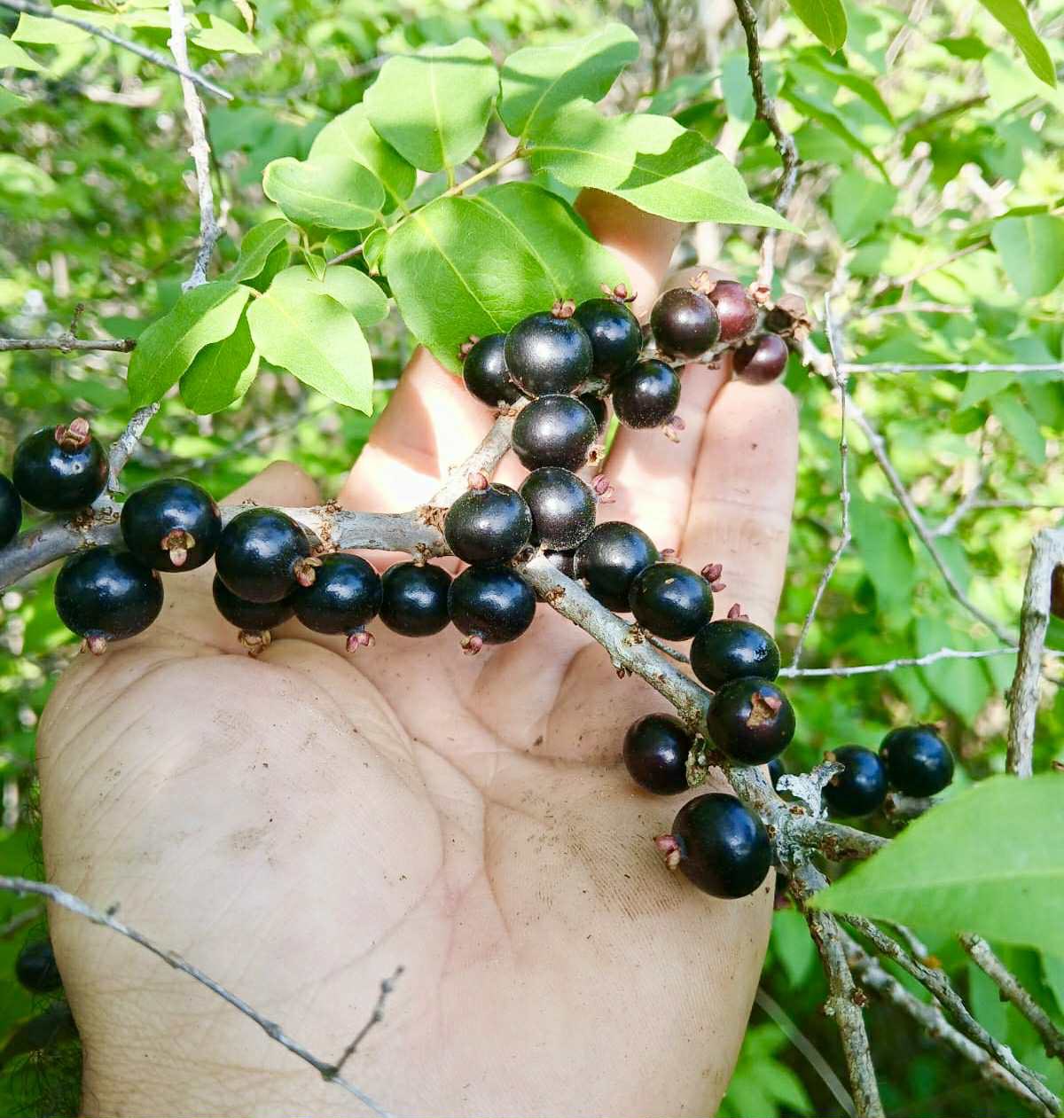 Jaboticaba de RAMA (Plinia sp) -  1 fresh seed / 1 frischer Samen