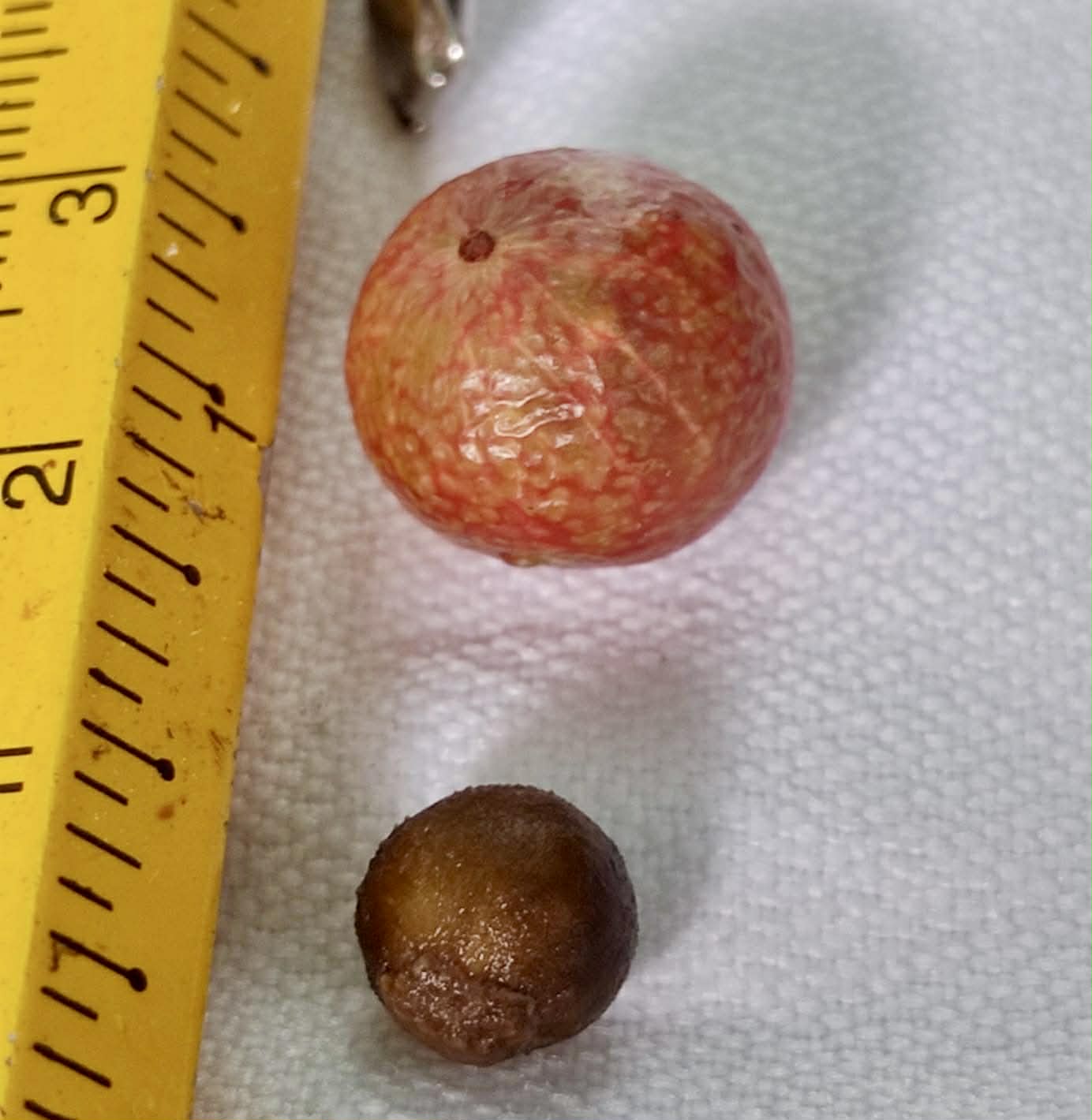 only 2 seeds available - Pre Order - Myrciaria sp Serra de Jiboia -  1 fresh seed / 1 frischer Samen