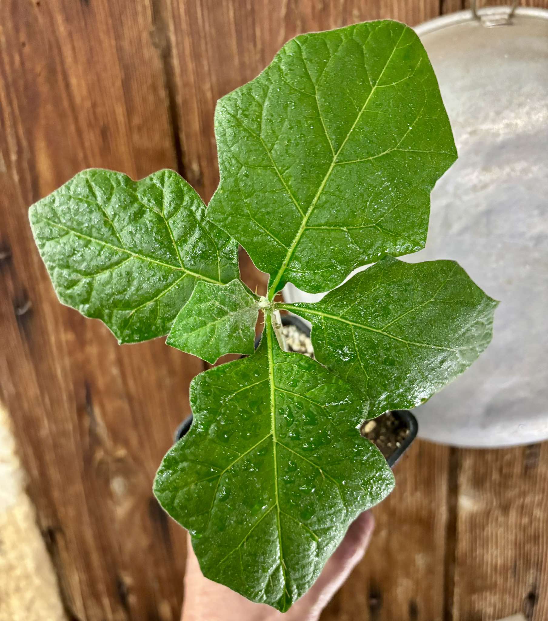 Juã-Açu - Solanum oocarpum - 1 potted plant / 1 getopfte Pflanze