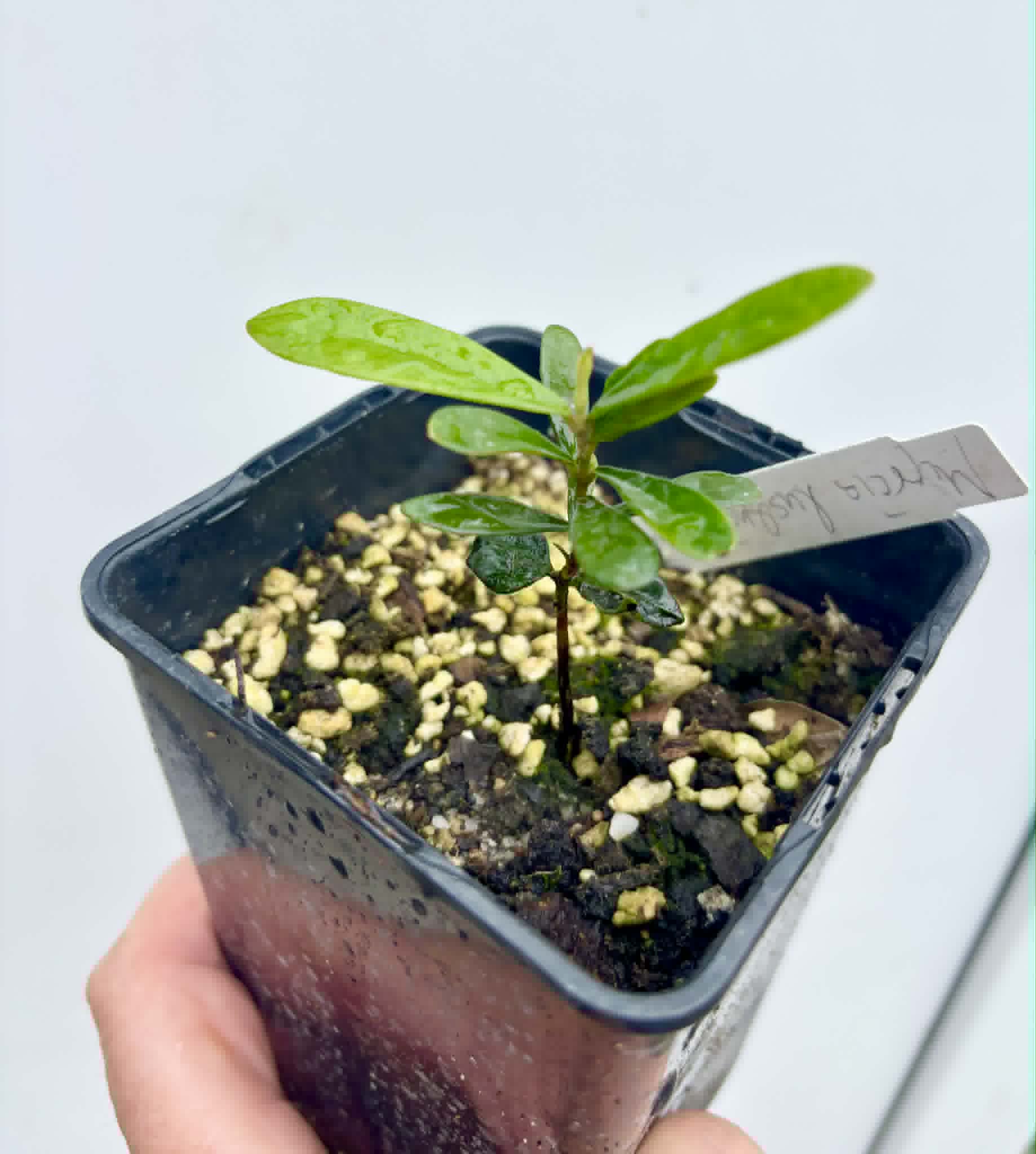 Myrcia luschnathiana -  1 potted seedling / 1 getopfter Sämling