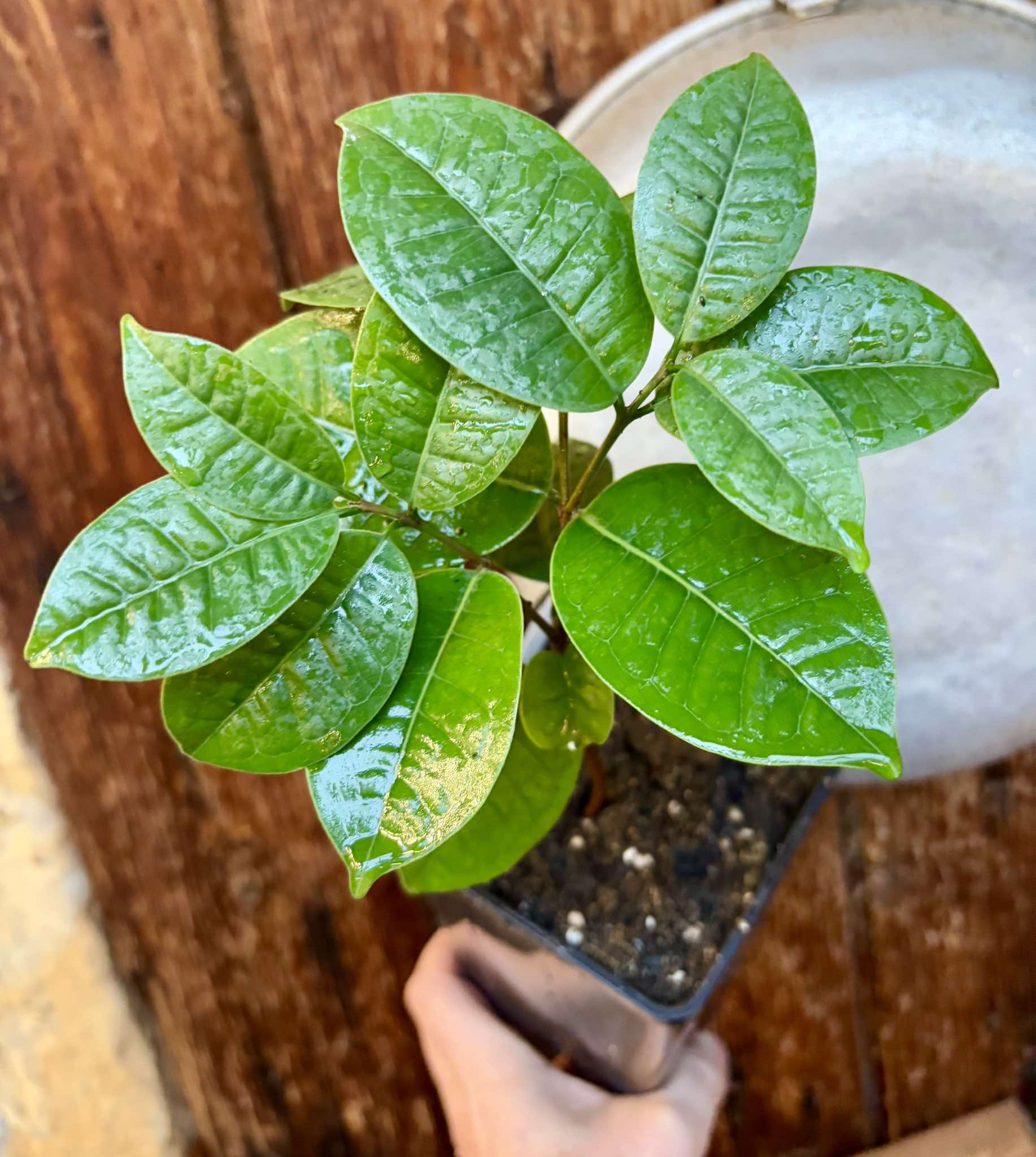 Eugenia bahiensis  - 1 potted plant / 1 getopfte Pflanze