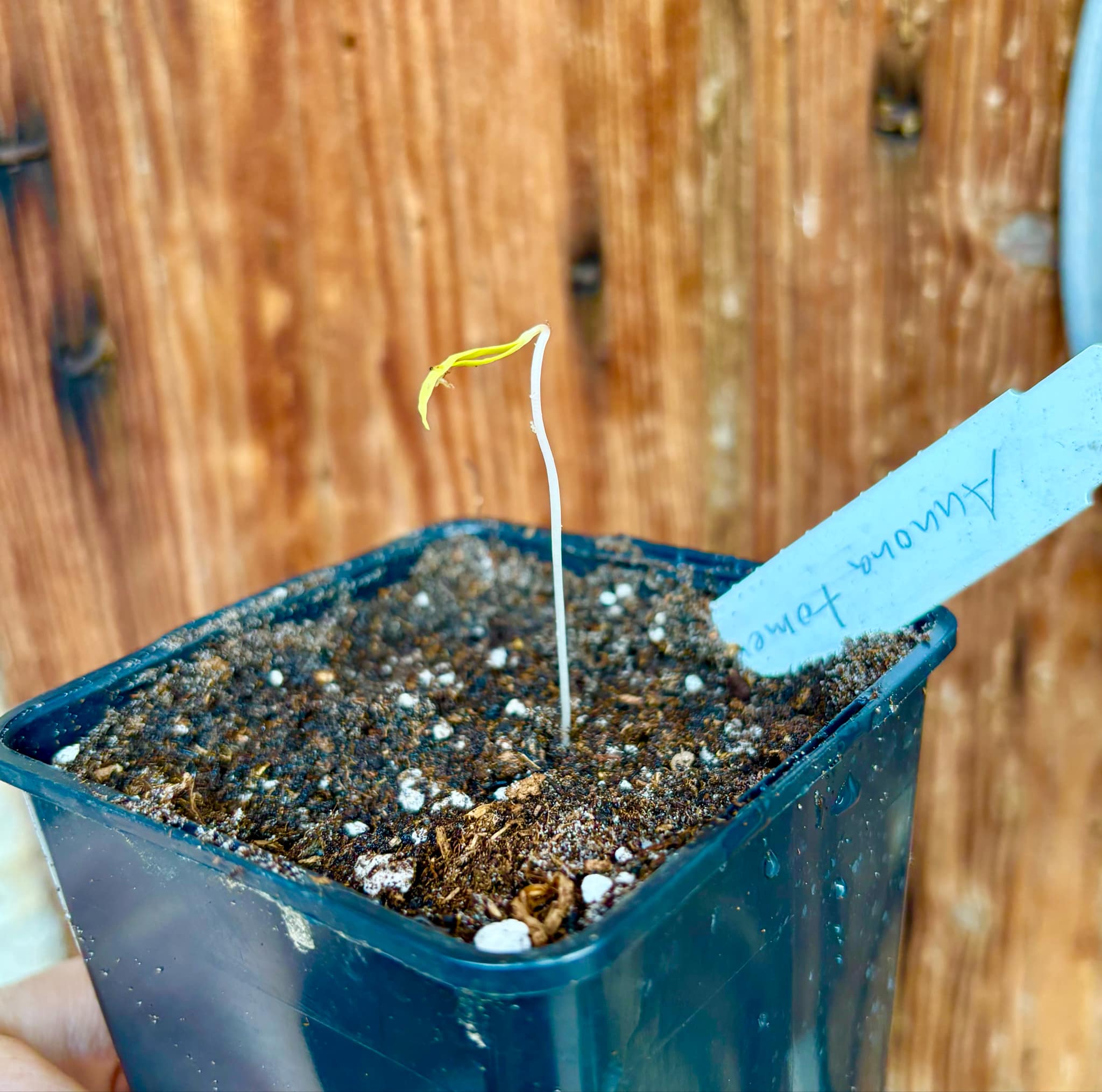 Araticunzinho (Annona tomentosa) - 1 fresh potted seedling / 1 frisch getopfter Sämling Araticunzinho (Annona tomentosa) - 1 fresh potted seedling / 1 frisch getopfter Sämling