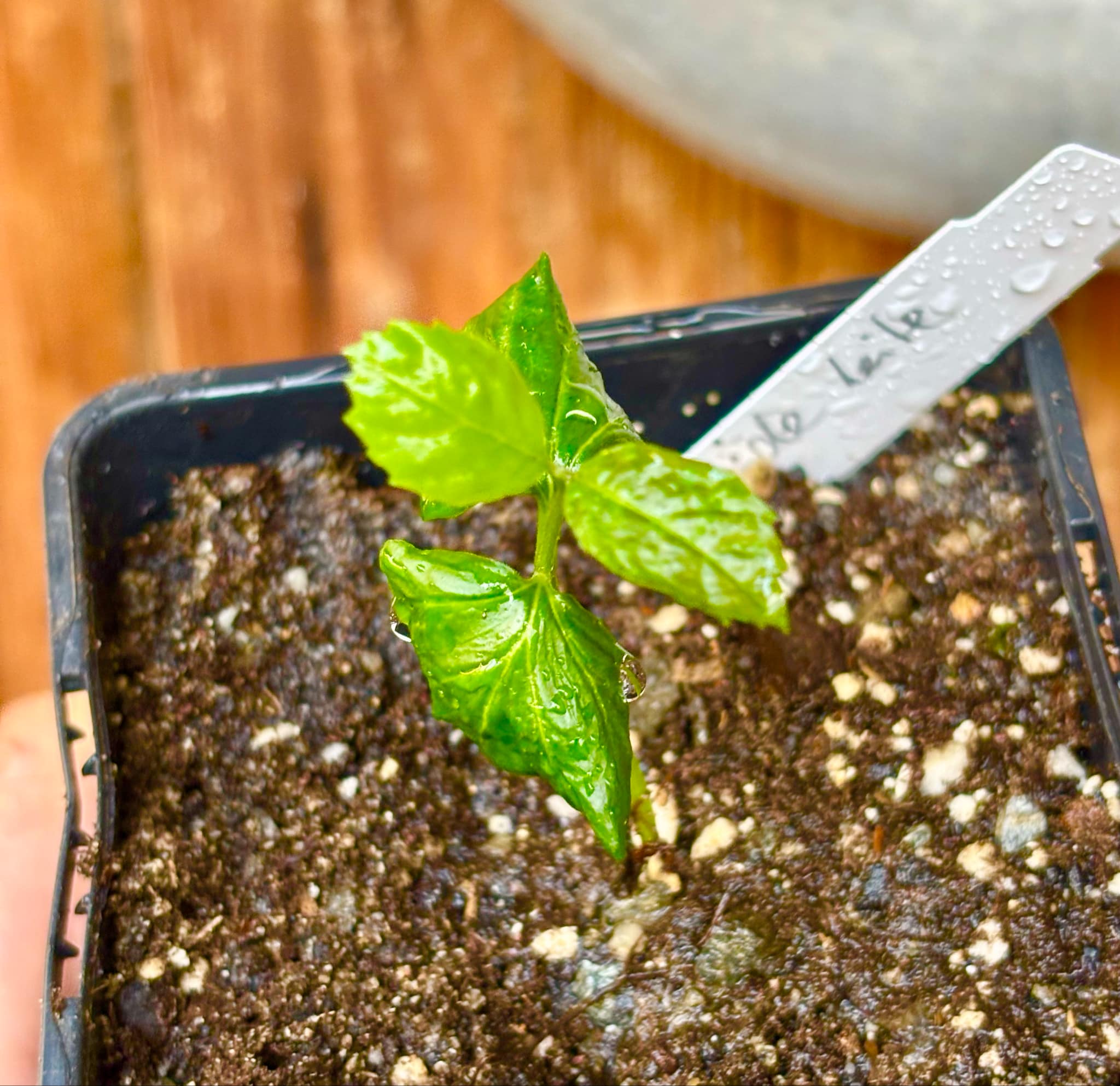 Cordia taguahyensis - Frutinha de Leite- 1 small potted seedling / 1 kleiner, getopfter Sämling