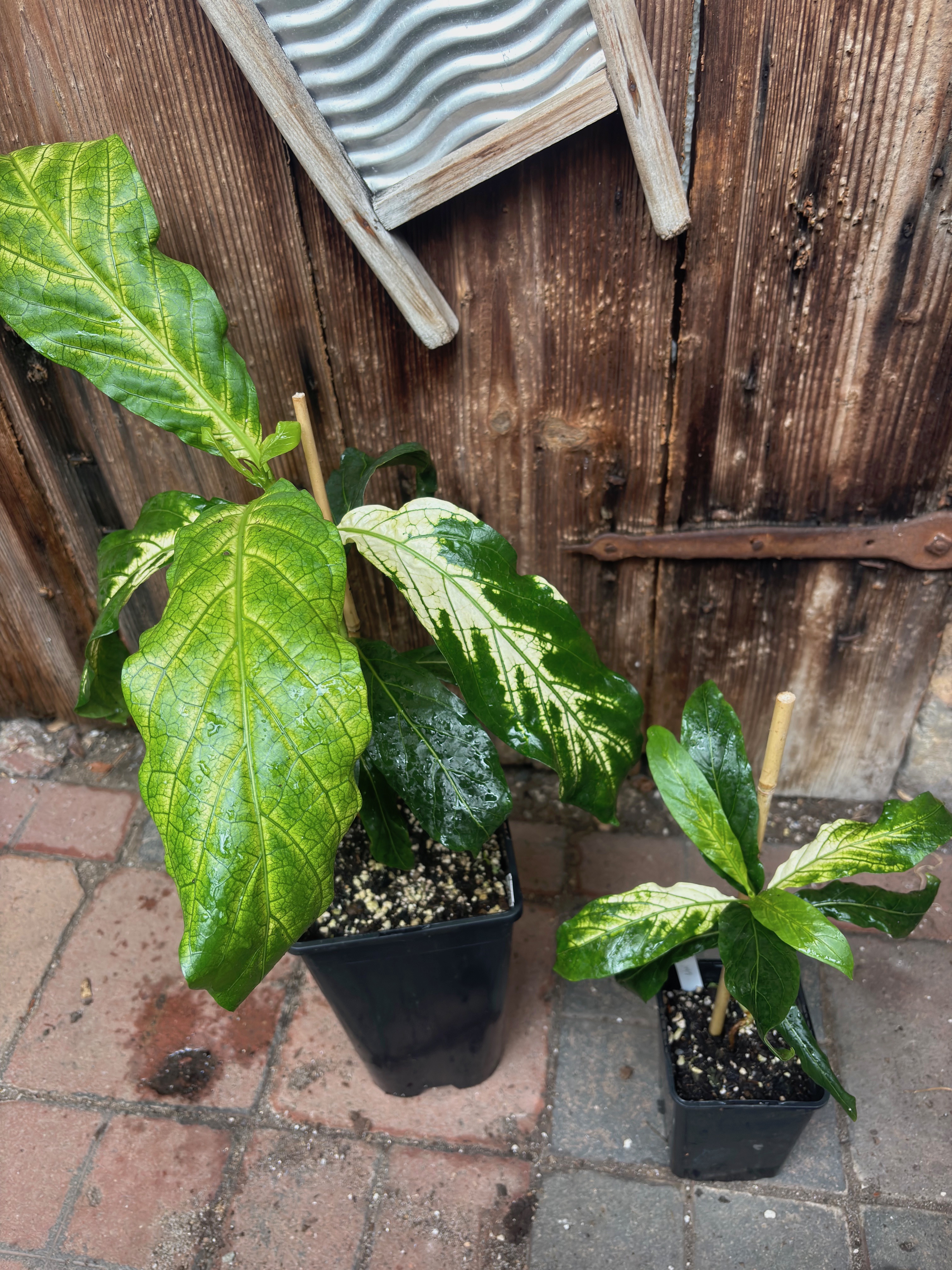 Noni Variegated (Morinda citrifolia) - 1 potted bigger plant / 1 getopfte größere Pflanze 
