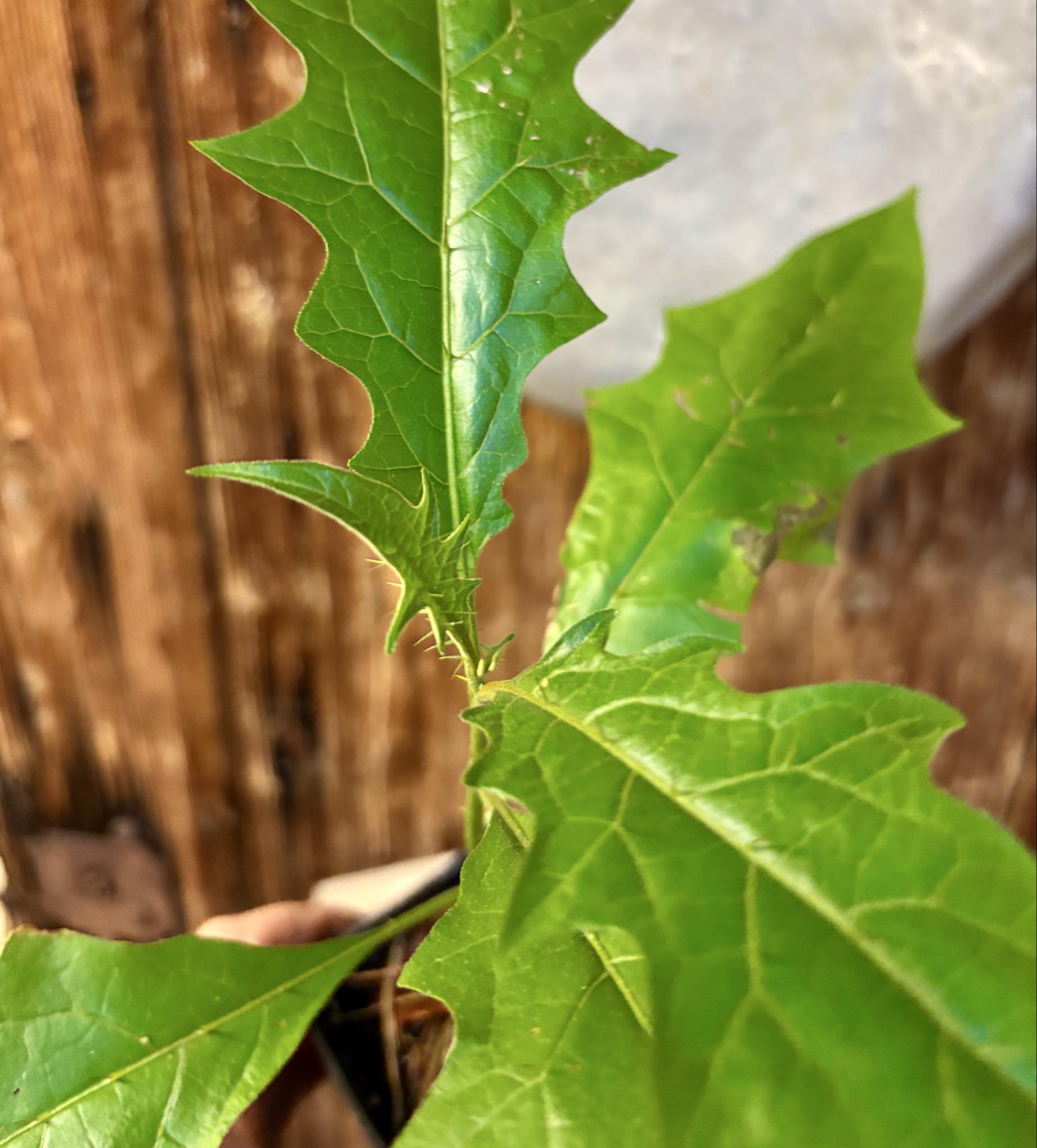Juá do Jequitinhonha (Solanum schizandrum) - 1 potted seedling / 1 getopfter Sämling Juá do Jequitinhonha (Solanum schizandrum) - 1 potted seedling / 1 getopfter Sämling