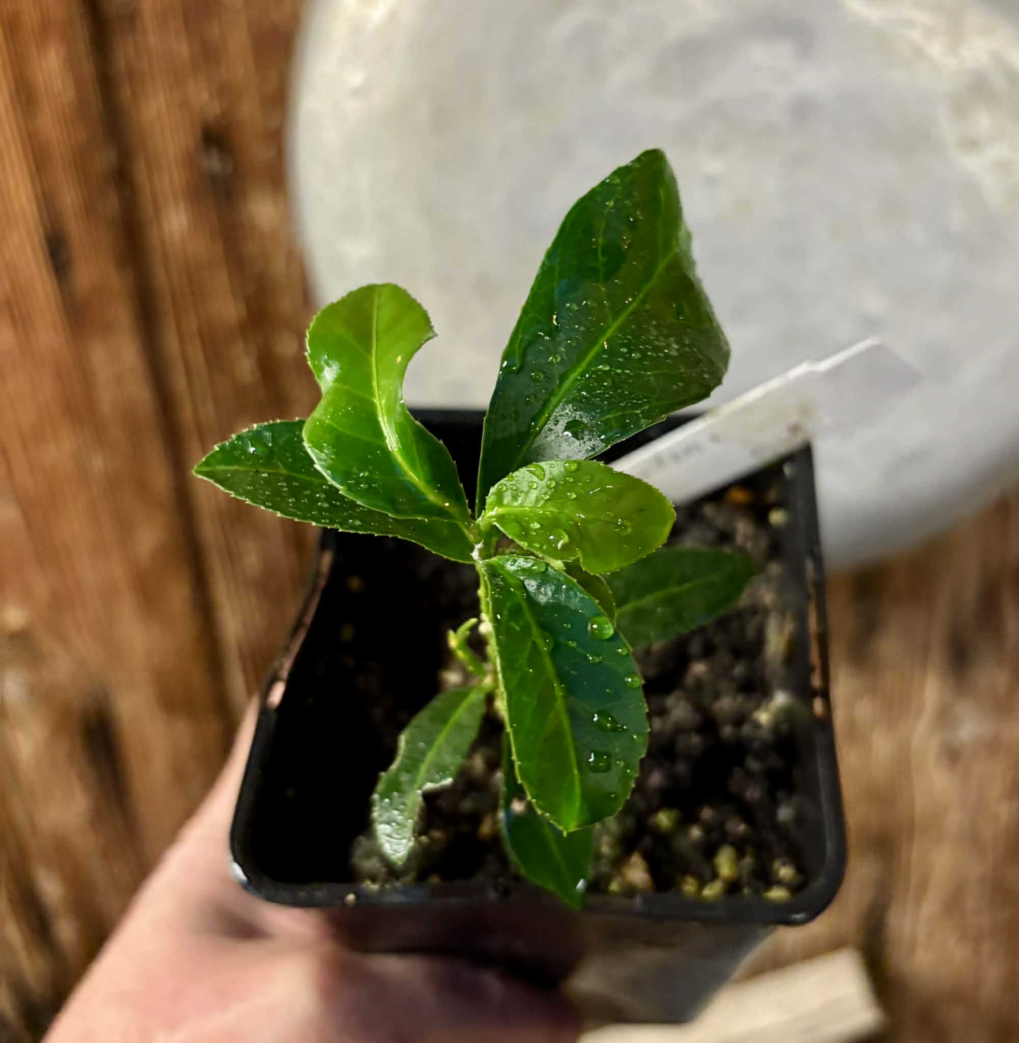 Siphonodon celastrineus  - 1 potted plant / 1 getopfte Pflanze