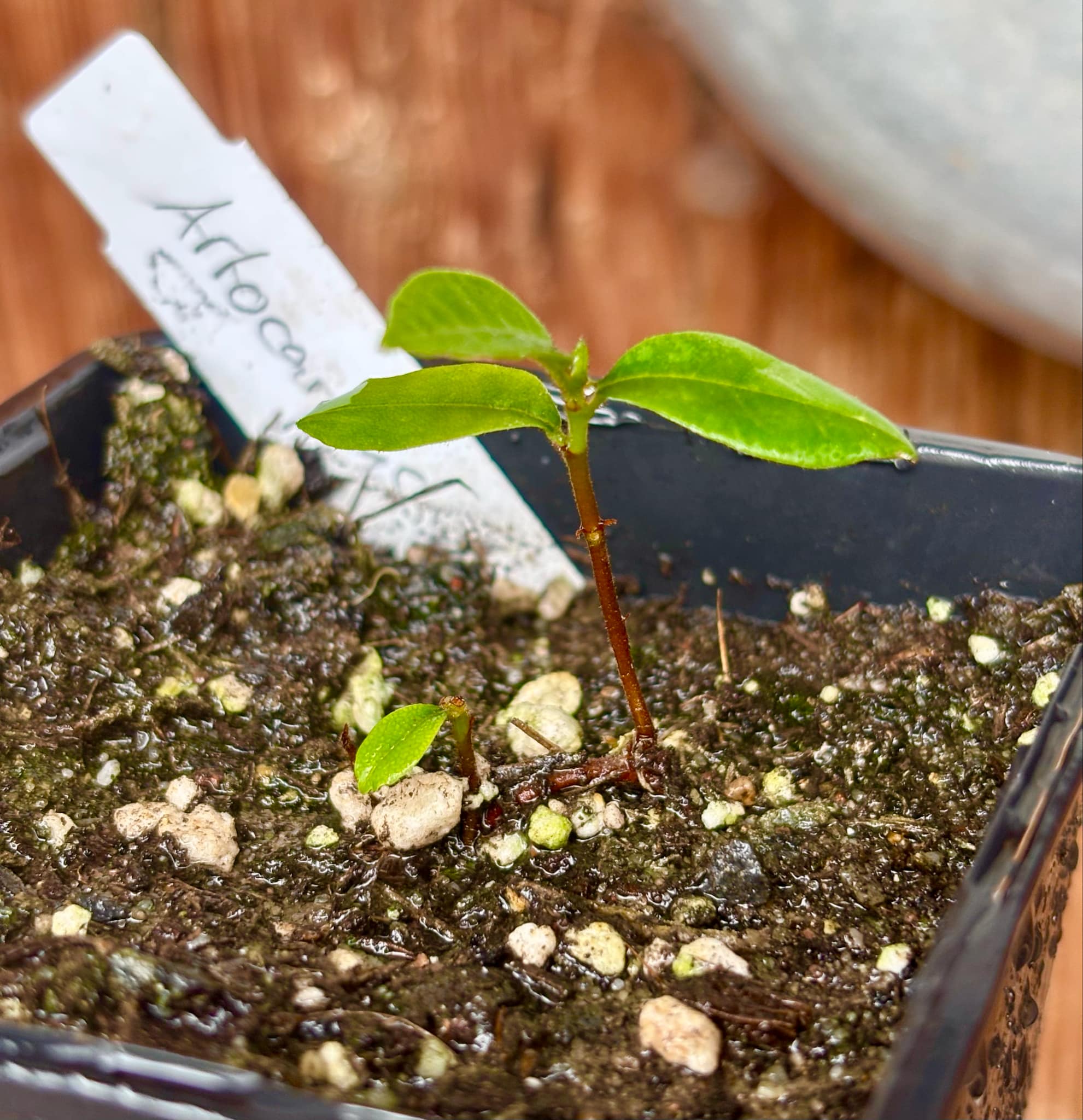 only one available - Artocarpus dadah - 1 small potted seedling / 1 kleiner, getopfter Sämling only one available - Artocarpus dadah - 1 small potted seedling / 1 kleiner, getopfter Sämling