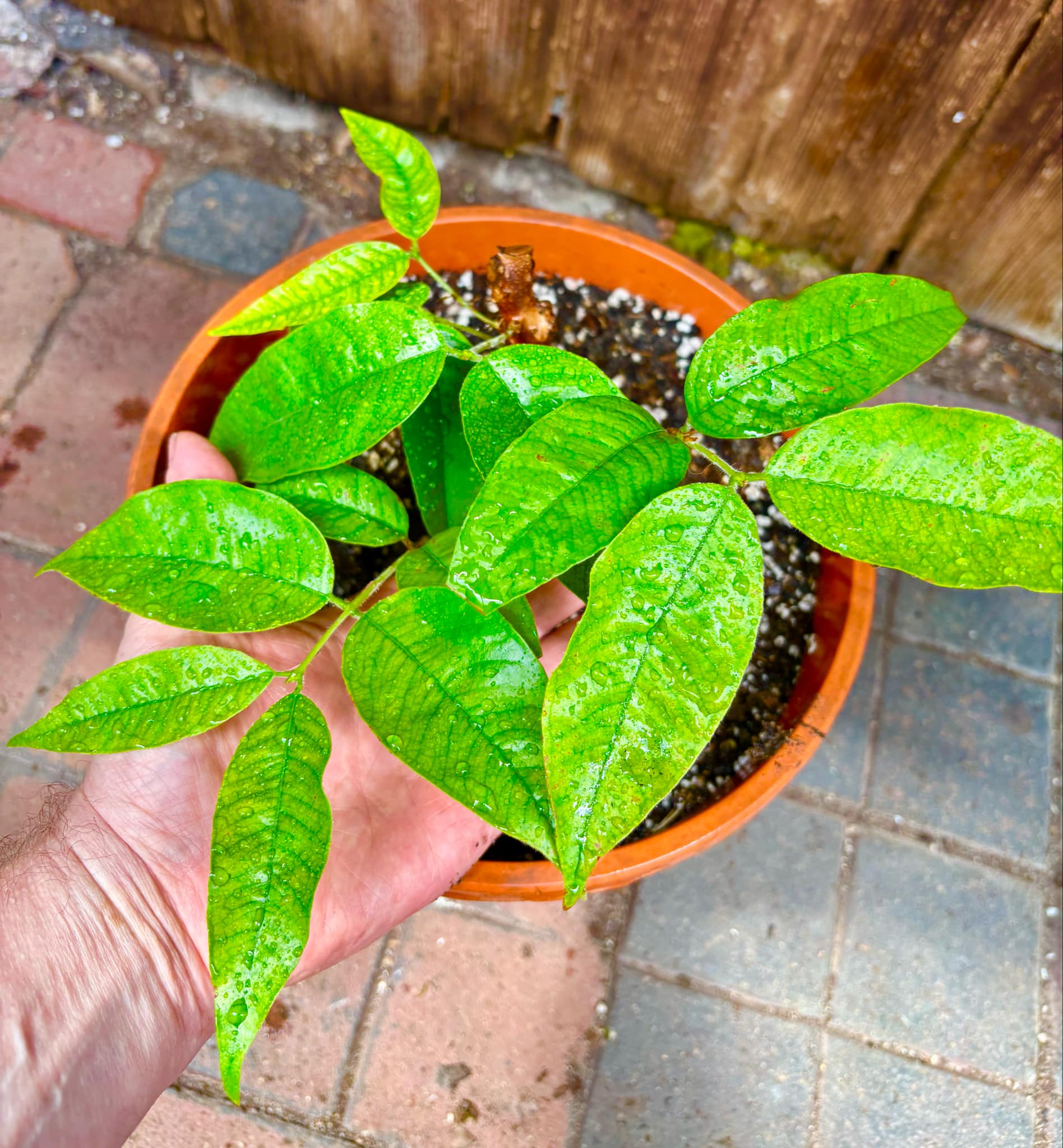 Cambuca (Plinia edulis) - 1 potted plant / 1 getopfte Pflanze Cambuca (Plinia edulis) - 1 potted plant / 1 getopfte Pflanze