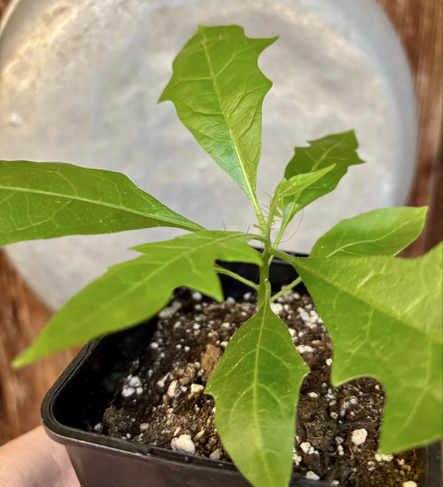 Juá do Jequitinhonha (Solanum schizandrum) - 1 potted seedling / 1 getopfter Sämling Juá do Jequitinhonha (Solanum schizandrum) - 1 potted seedling / 1 getopfter Sämling