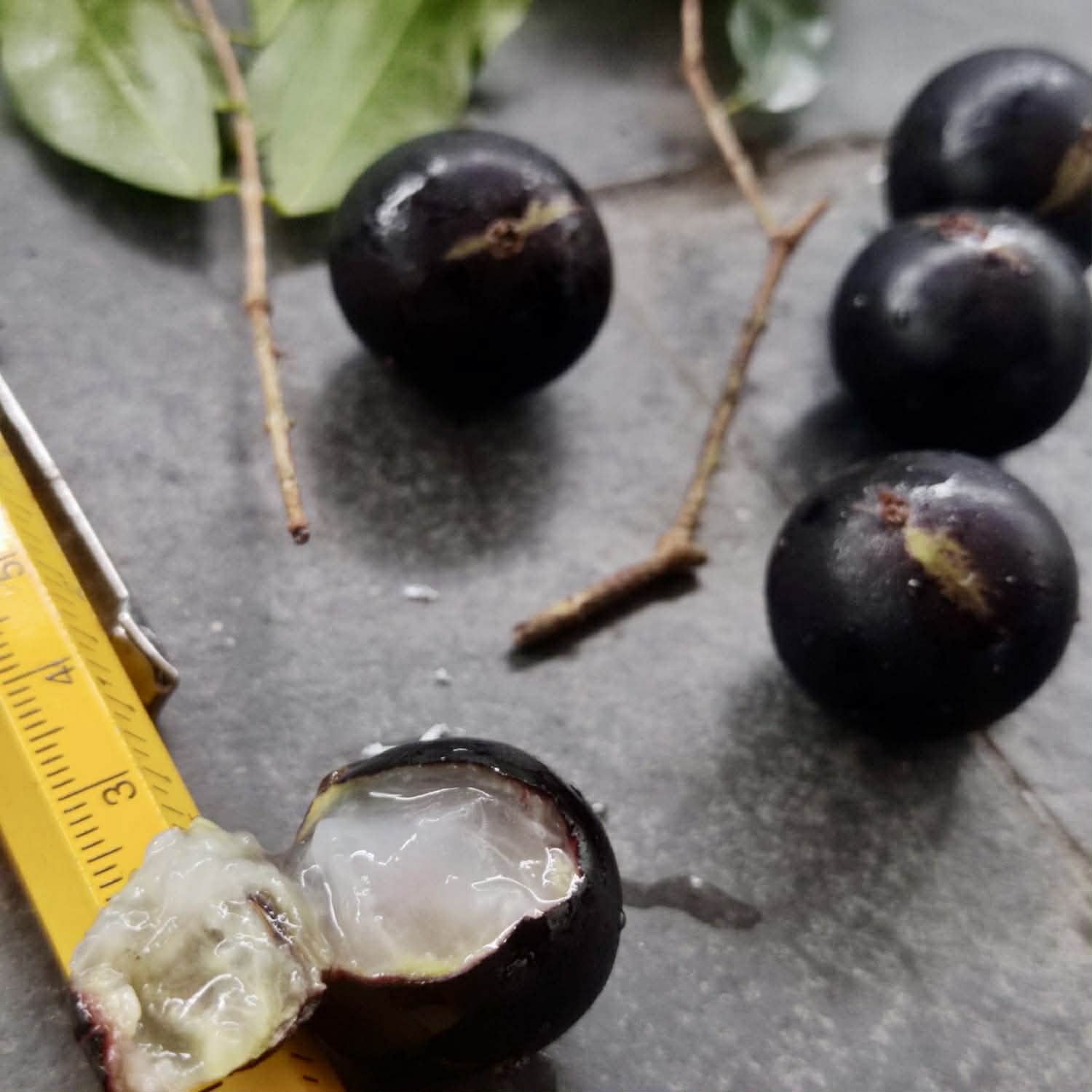 Pre Order - Plinia sp. Listrada var. Urucuca -  1 fresh seed / 1 frischer Samen