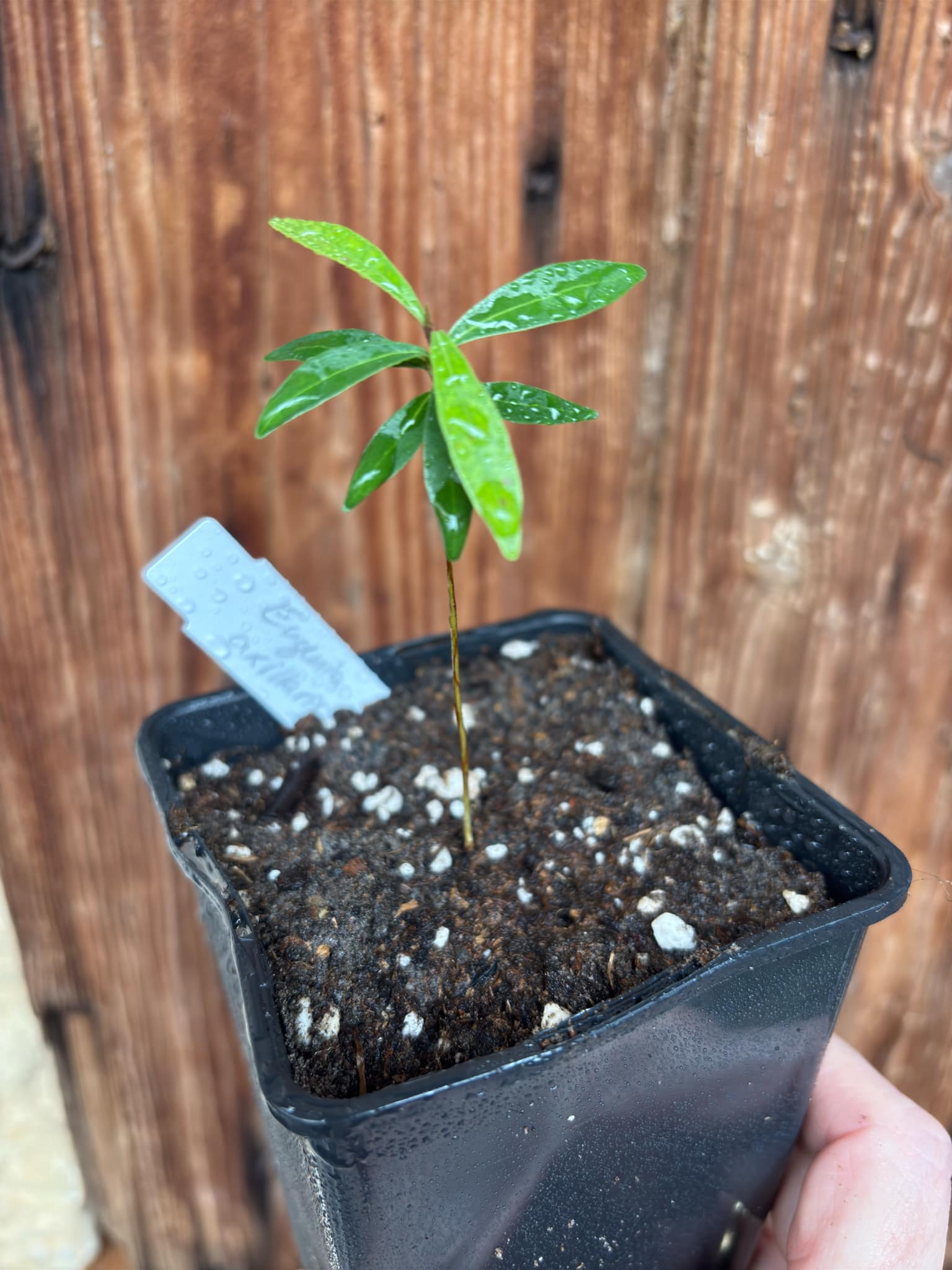  Eugenia axillaris  - White Stopper - 1 small potted seedling / 1 kleiner, getopfter Sämling