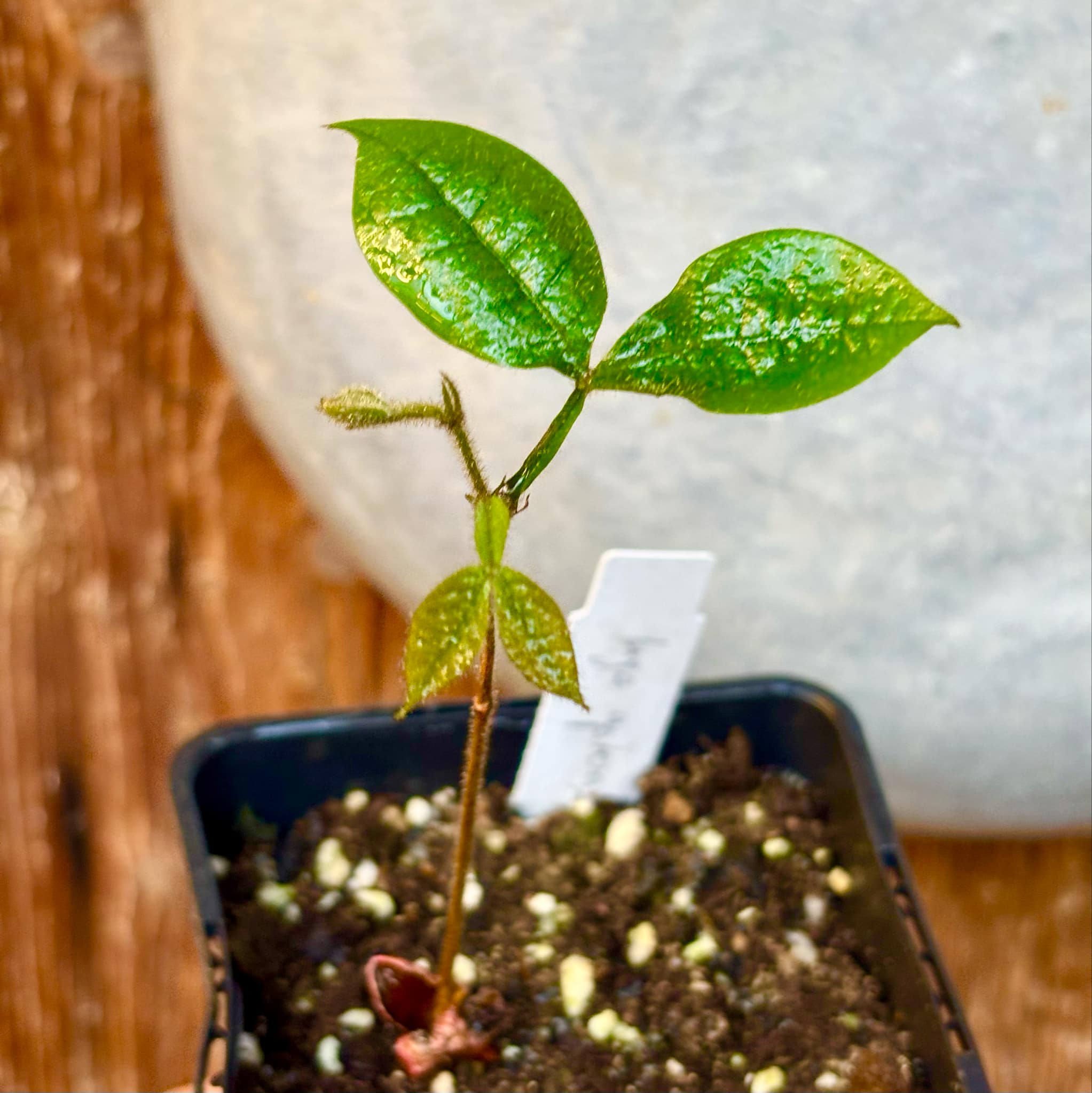 Inga aptera  - 1 small potted seedling / 1 kleiner, getopfter Sämling