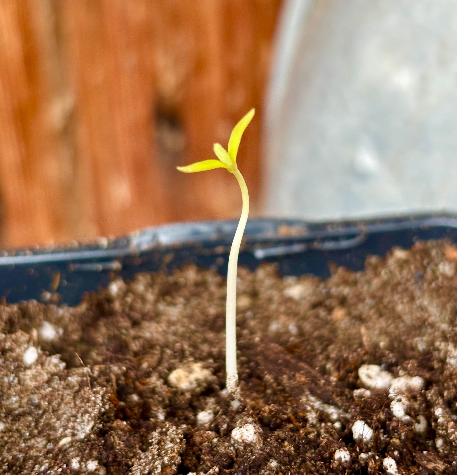 Annona spraguei - Nonita - 1 small potted seedling / 1 kleiner getopfter Sämling