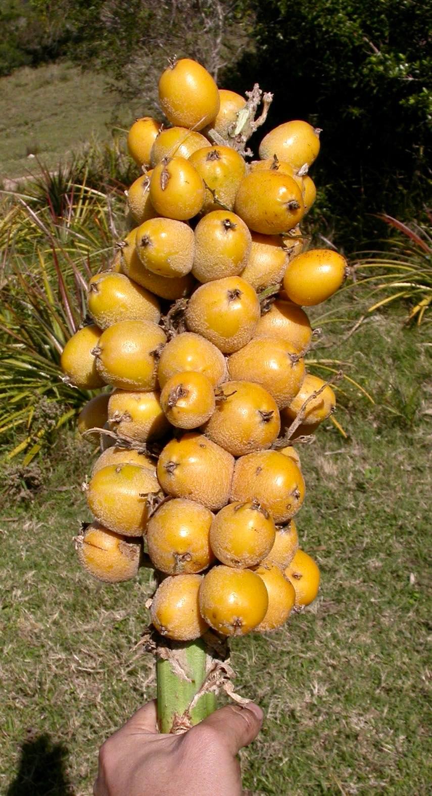 Gravata (Bromelia antiacantha) - 1 germinated seed / 1 gekeimter Samen Gravata (Bromelia antiacantha) - 1 germinated seed / 1 gekeimter Samen