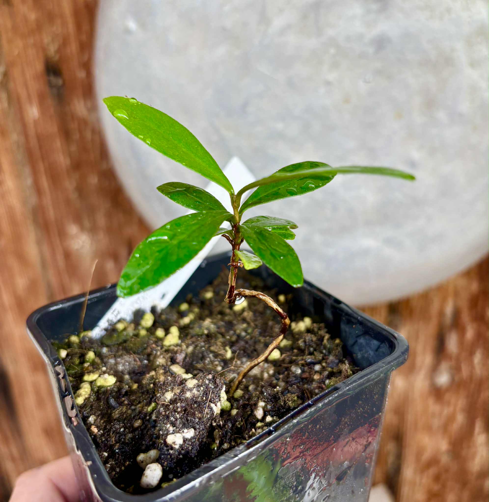 Pitomba (Eugenia luschnathiana) - 1 potted plant / 1 getopfte Pflanze