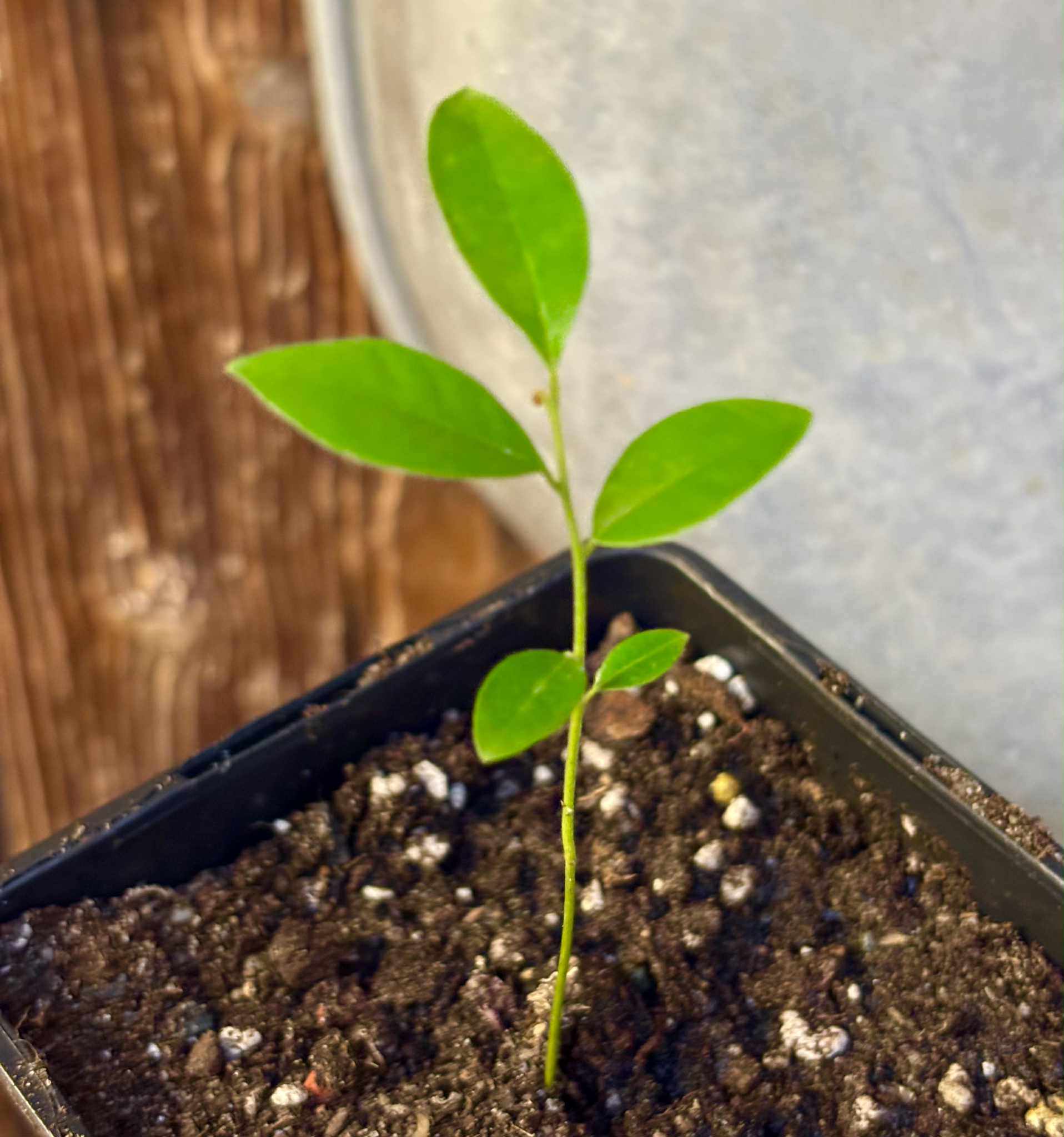 Uvaria cordata -  1 potted seedling / 1 getopfter Sämling