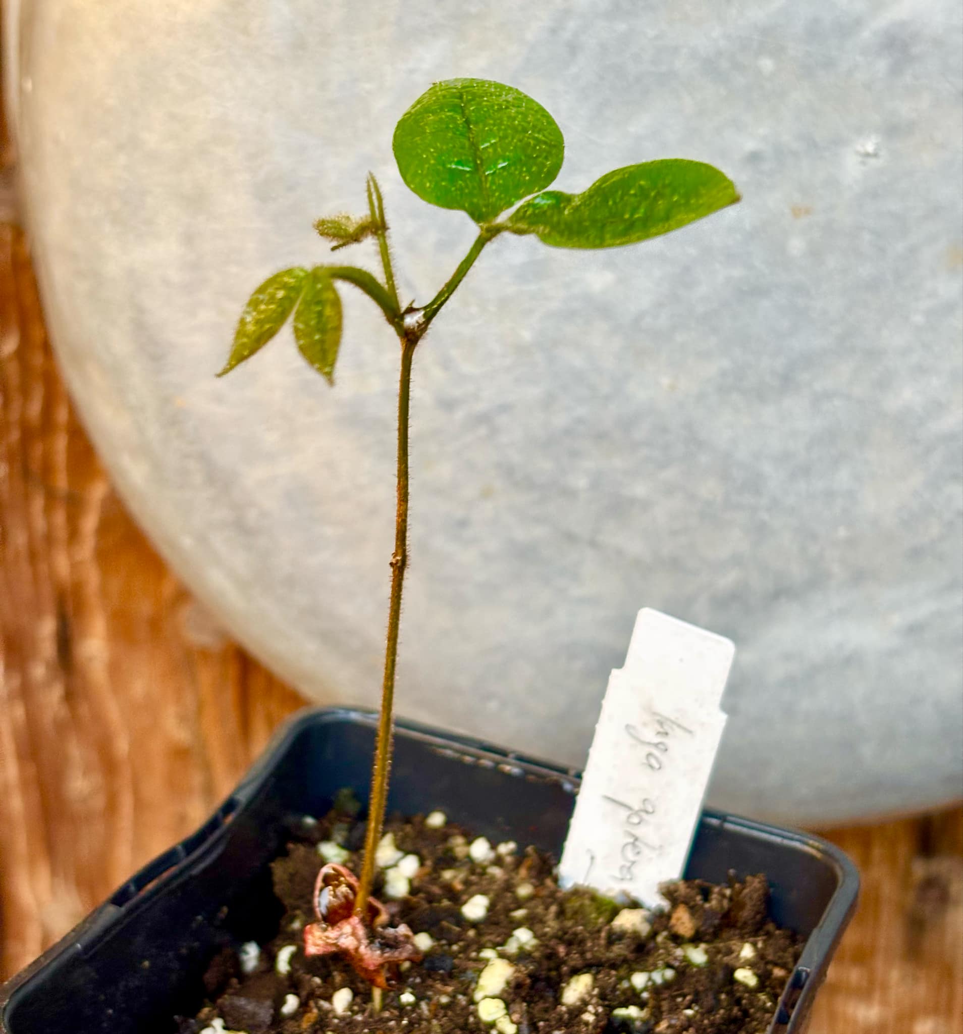 Inga aptera  - 1 small potted seedling / 1 kleiner, getopfter Sämling