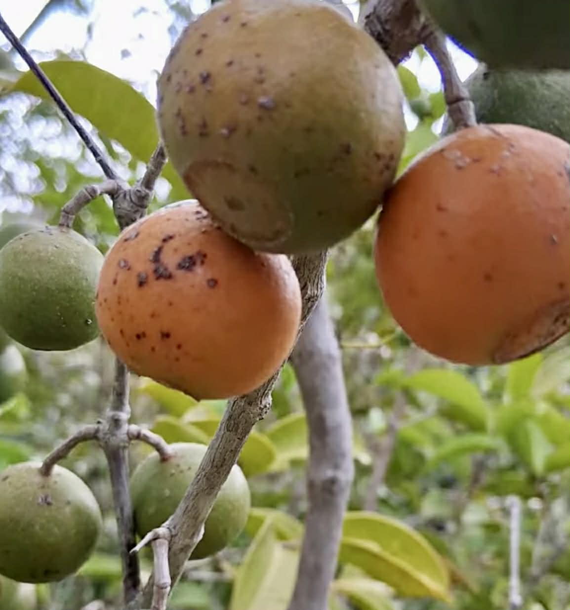 Manipuca (Mouriri cearensis) - 1 fresh seed / 1 frischer Samen