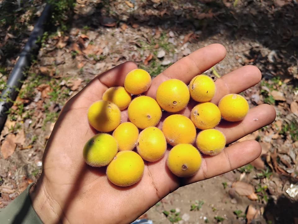 9 years old - Yellow Jaboticaba (Myrciaria glazioviana) - 1 potted plant / 1 getopfte Pflanze 