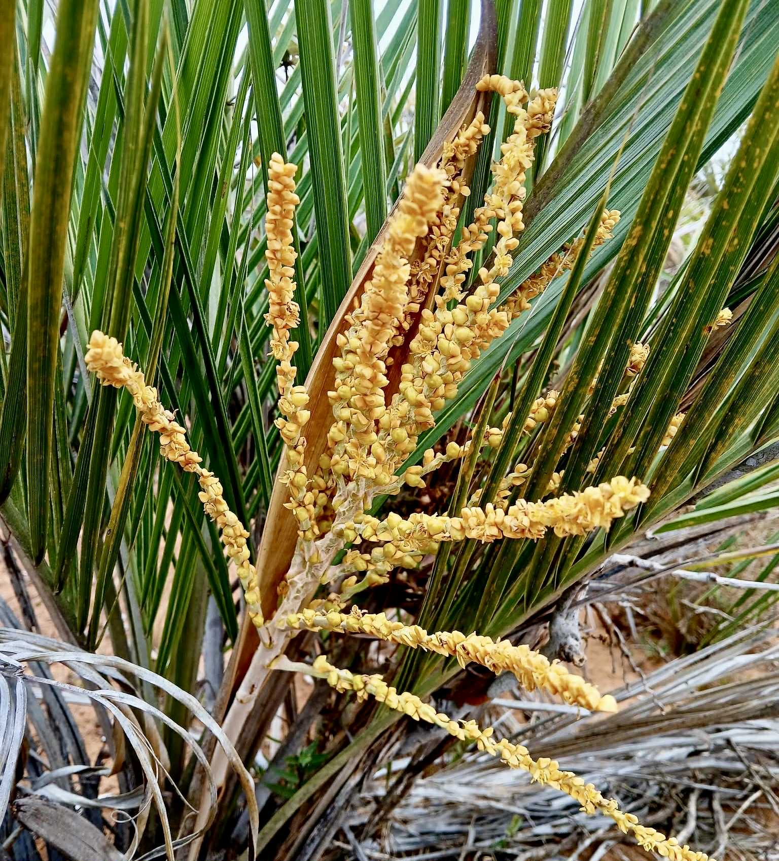 Coco de Raposa (Syagrus werdermannii) -  1 fresh seed / 1 frischer Samen