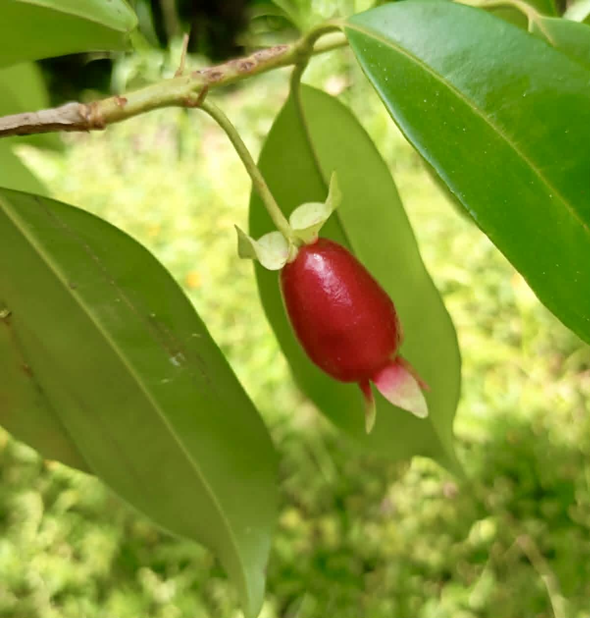 Pre Order - Eugenia sp Cereja Grande da Bahia - 1 fresh seed / 1 frischer Samen