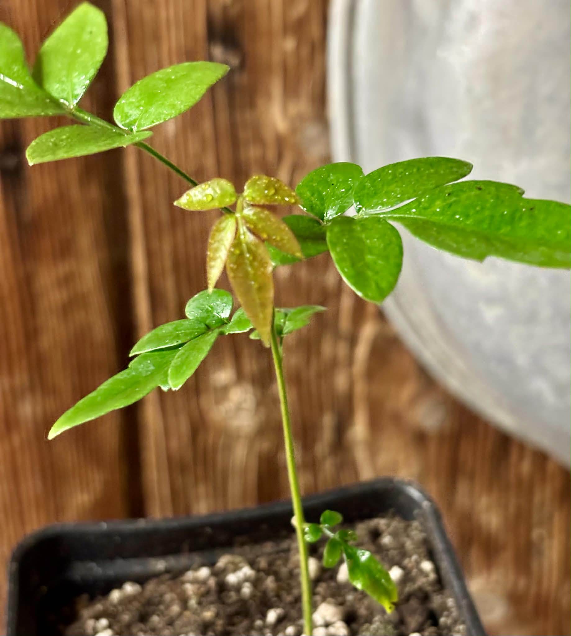 Guarana Samambaia (Paullinia rhomboidea) - 1 potted plant / 1 getopfte Pflanze 